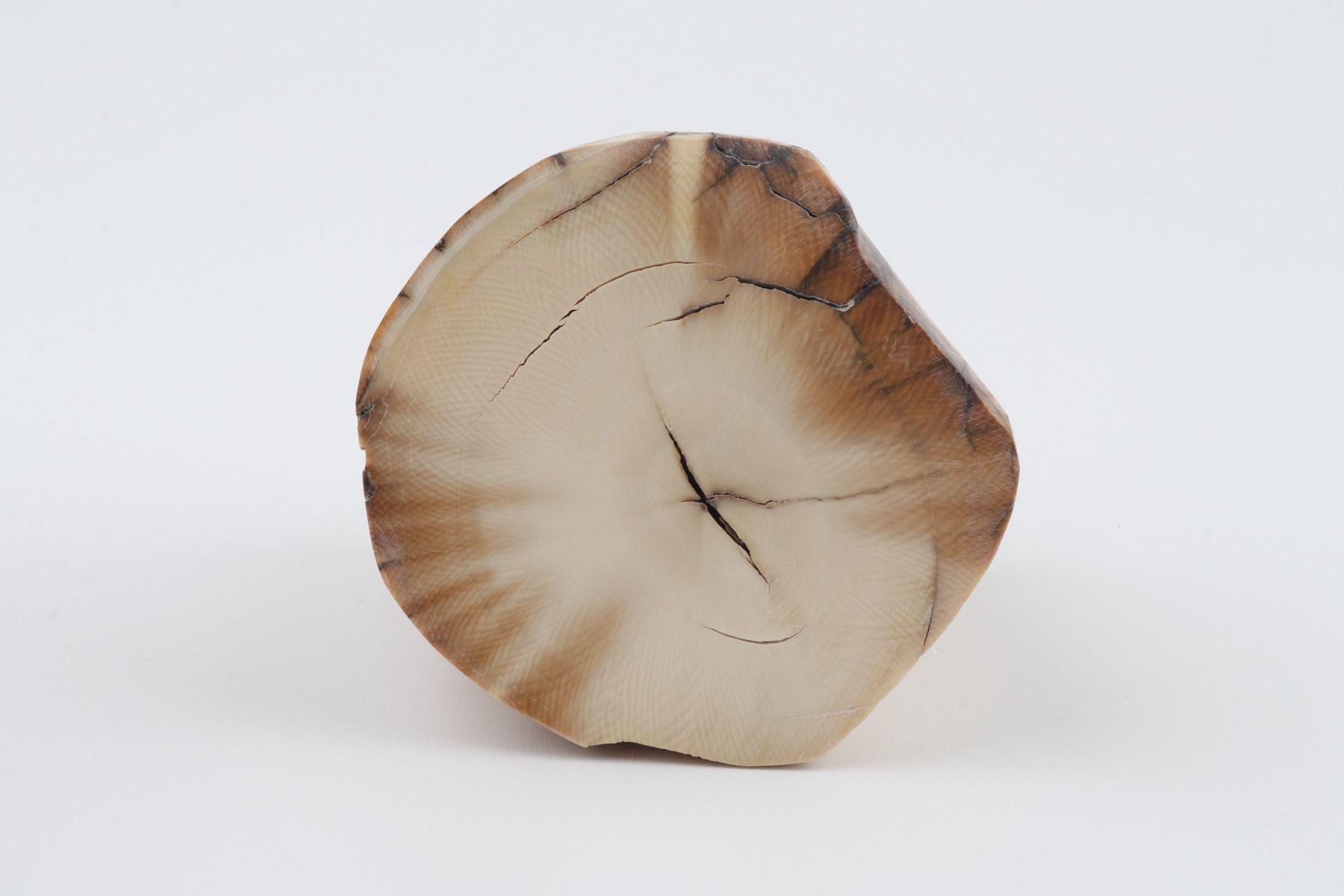 Natural mammoth ivory piece