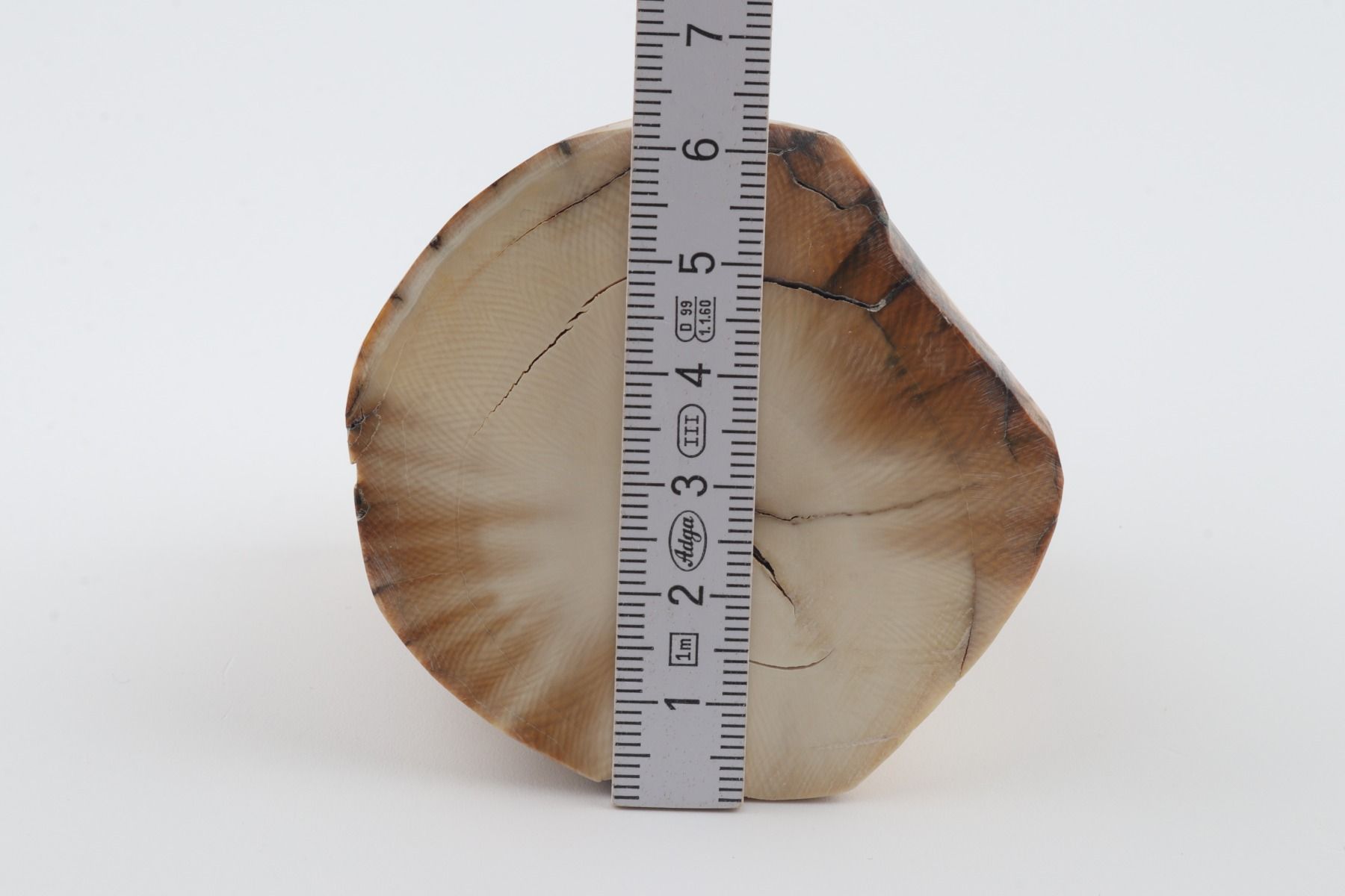 Natural mammoth ivory piece