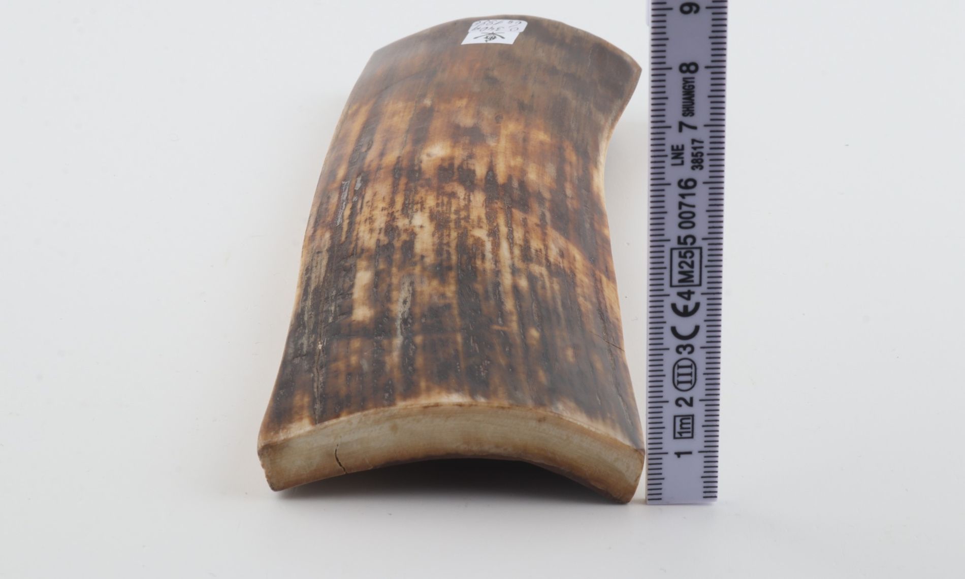 Brown mammoth bark