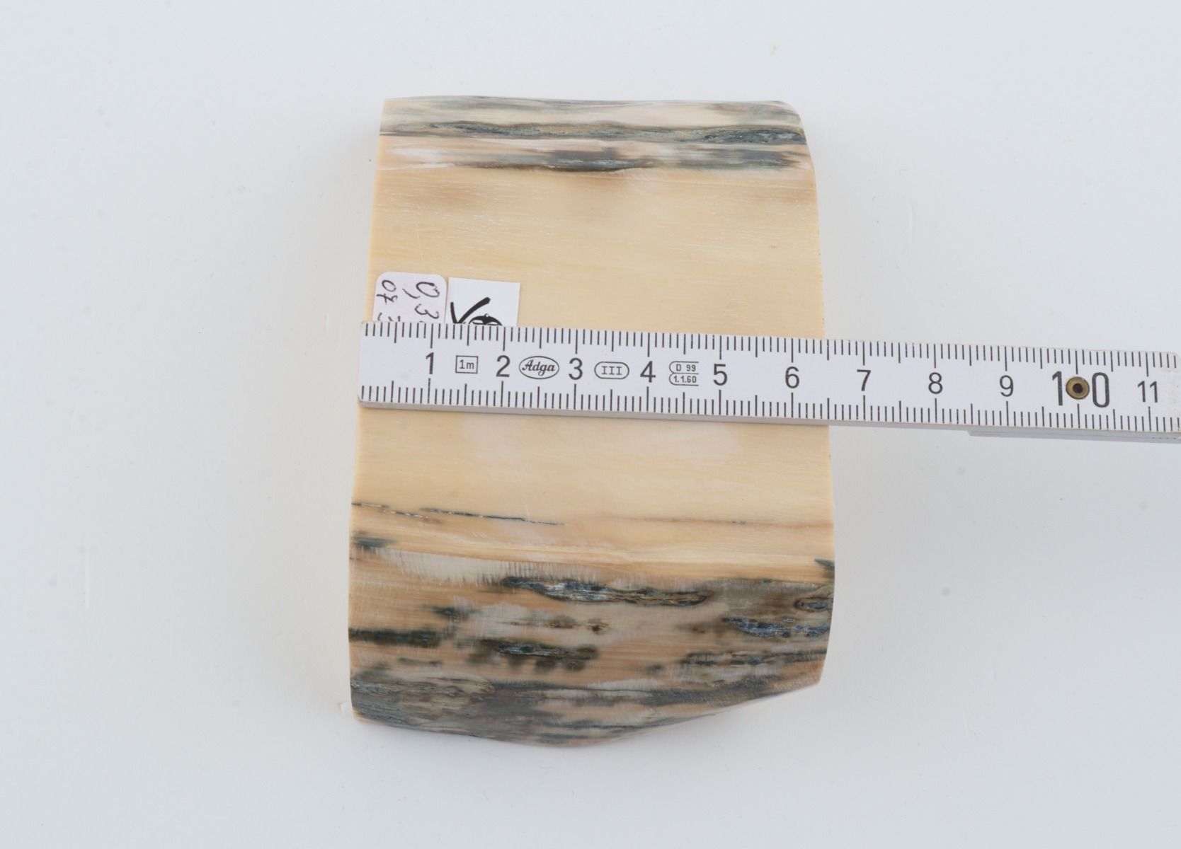 White mammoth ivory segment