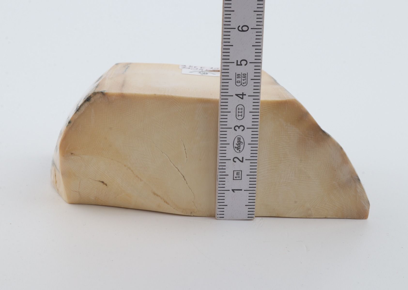 White mammoth ivory segment