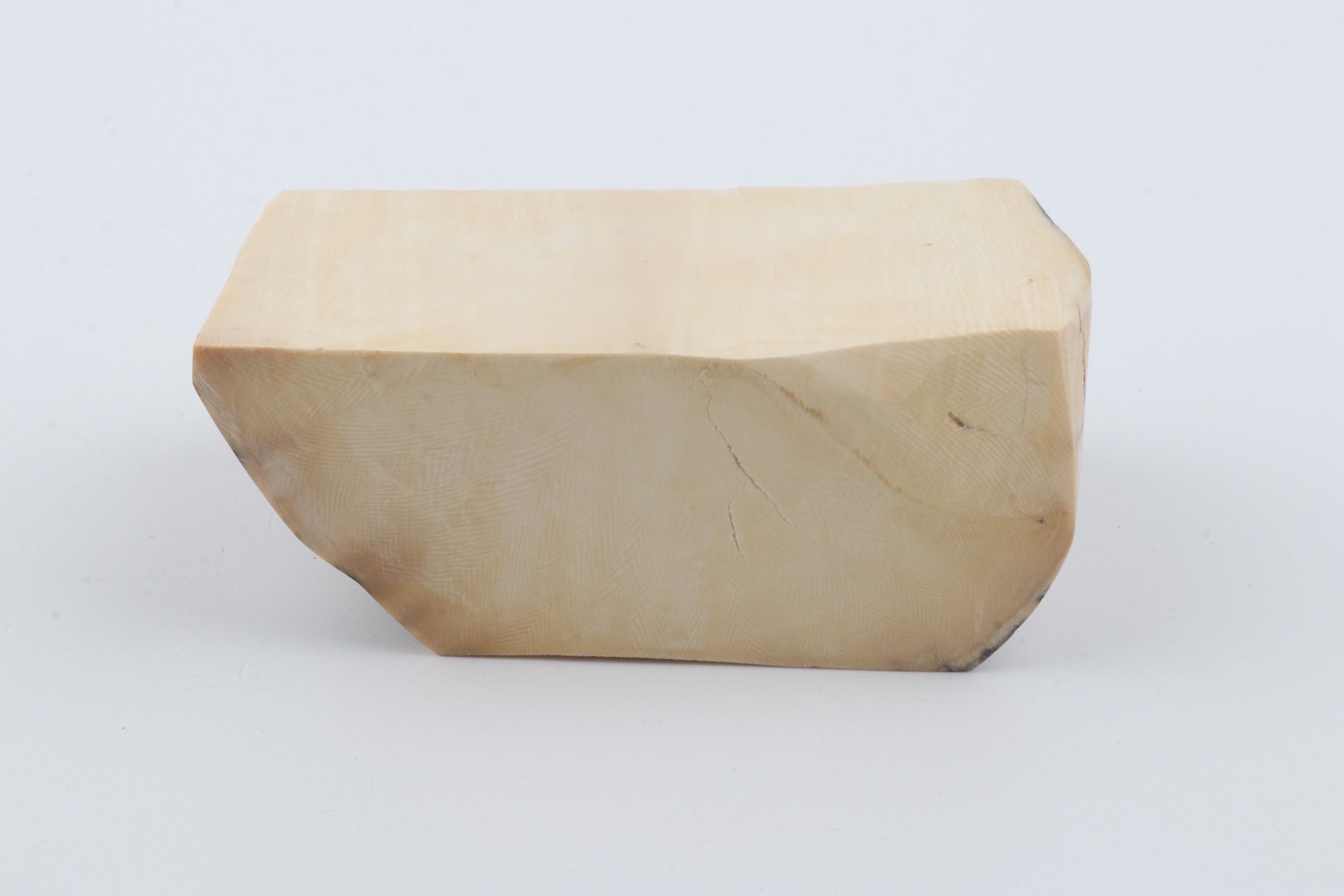 White mammoth ivory segment
