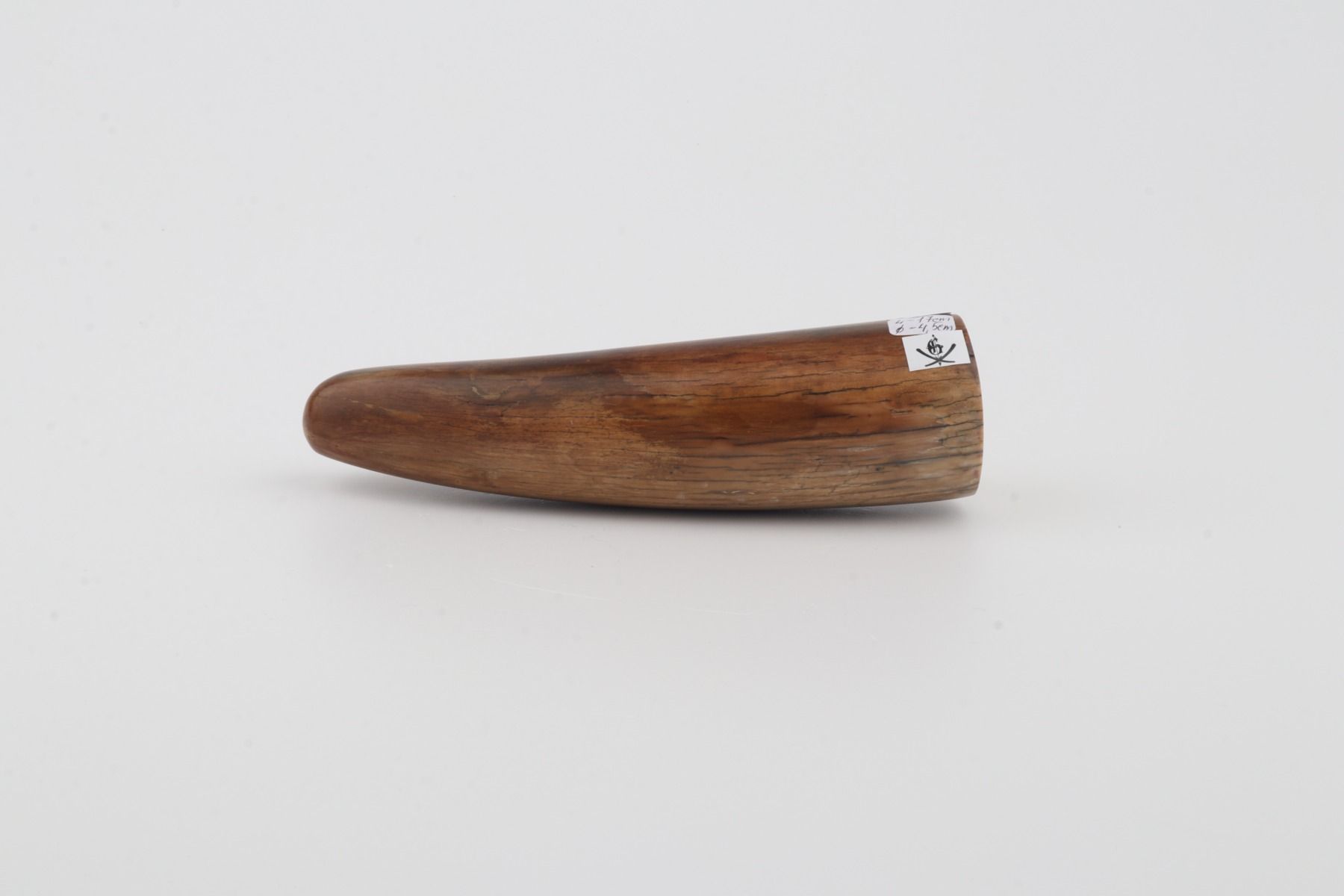Restored woolly mammoth tusk tip