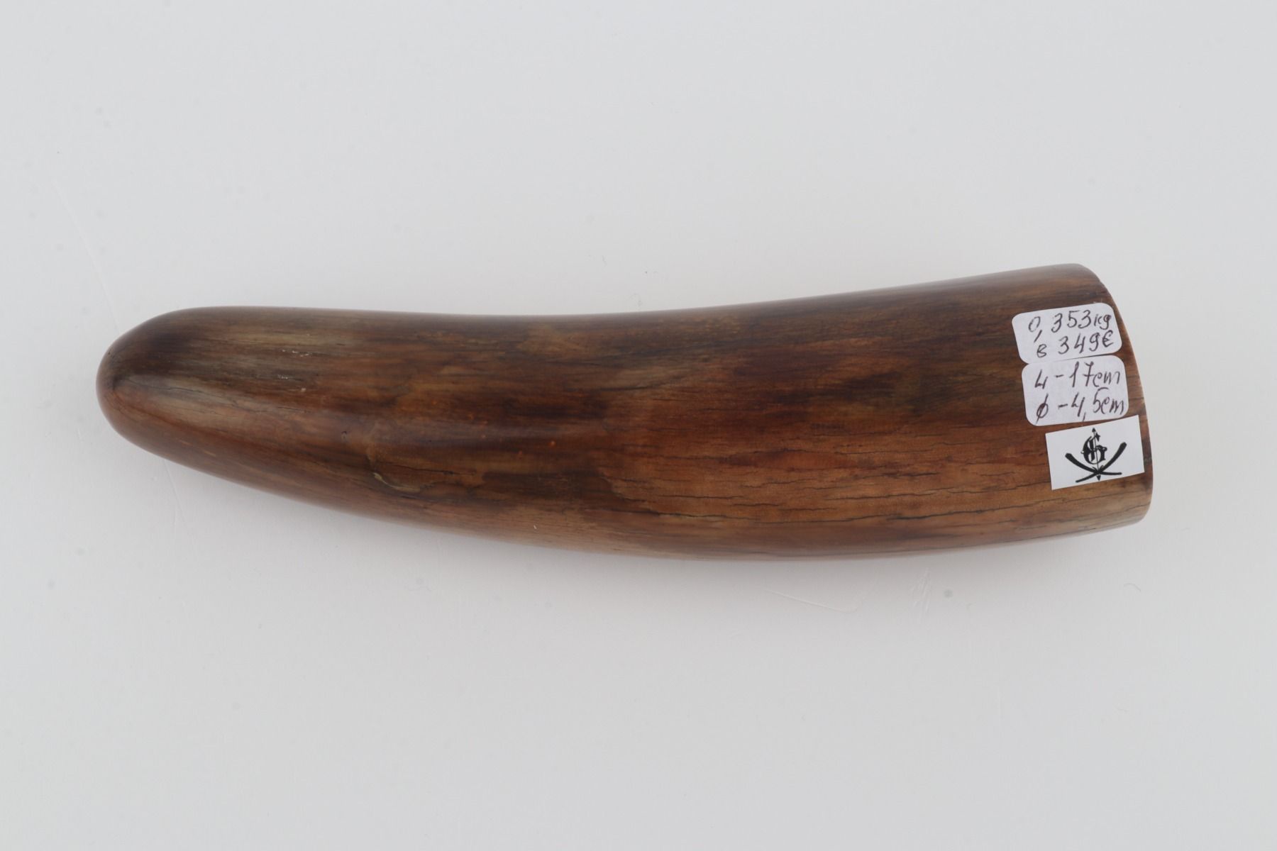 Restored woolly mammoth tusk tip