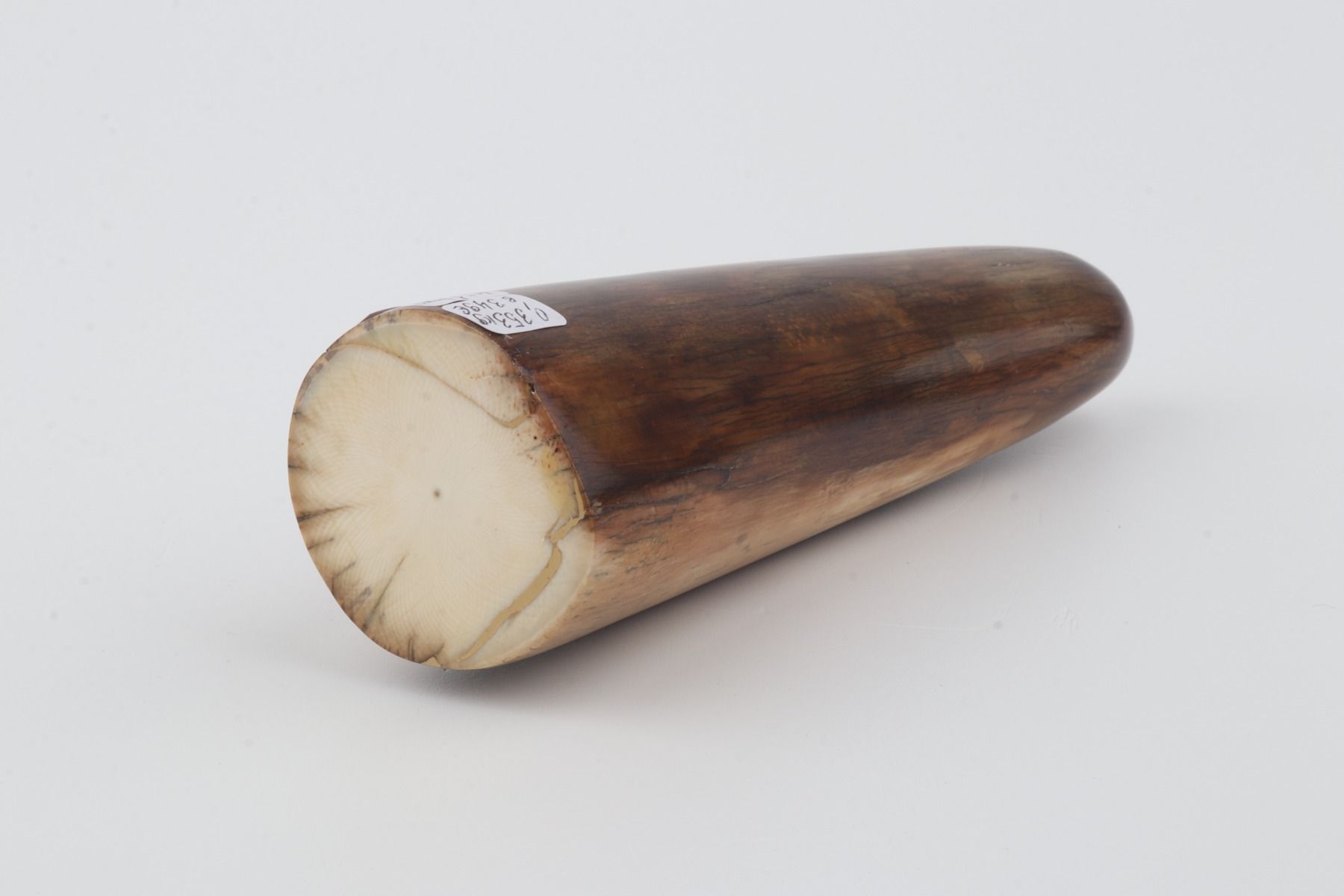 Restored woolly mammoth tusk tip