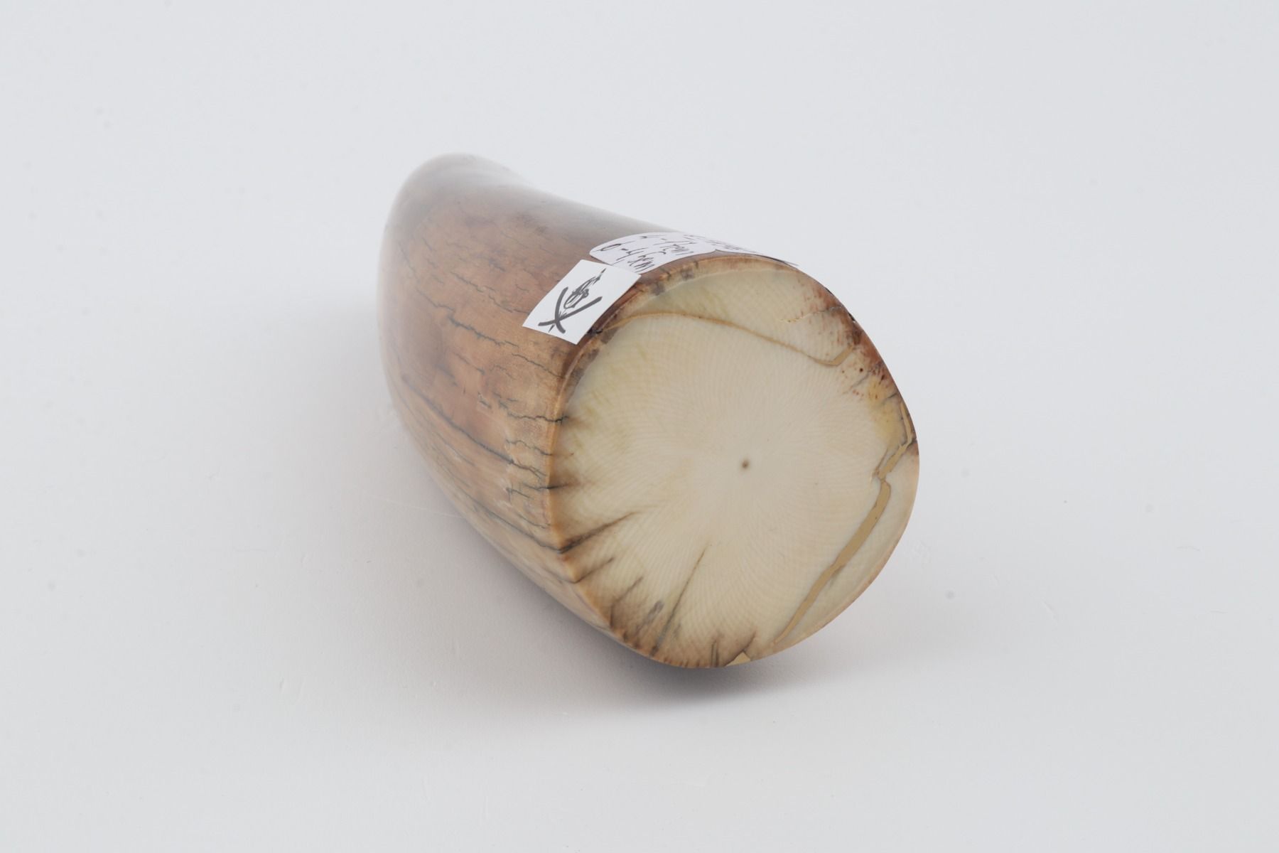 Restored woolly mammoth tusk tip