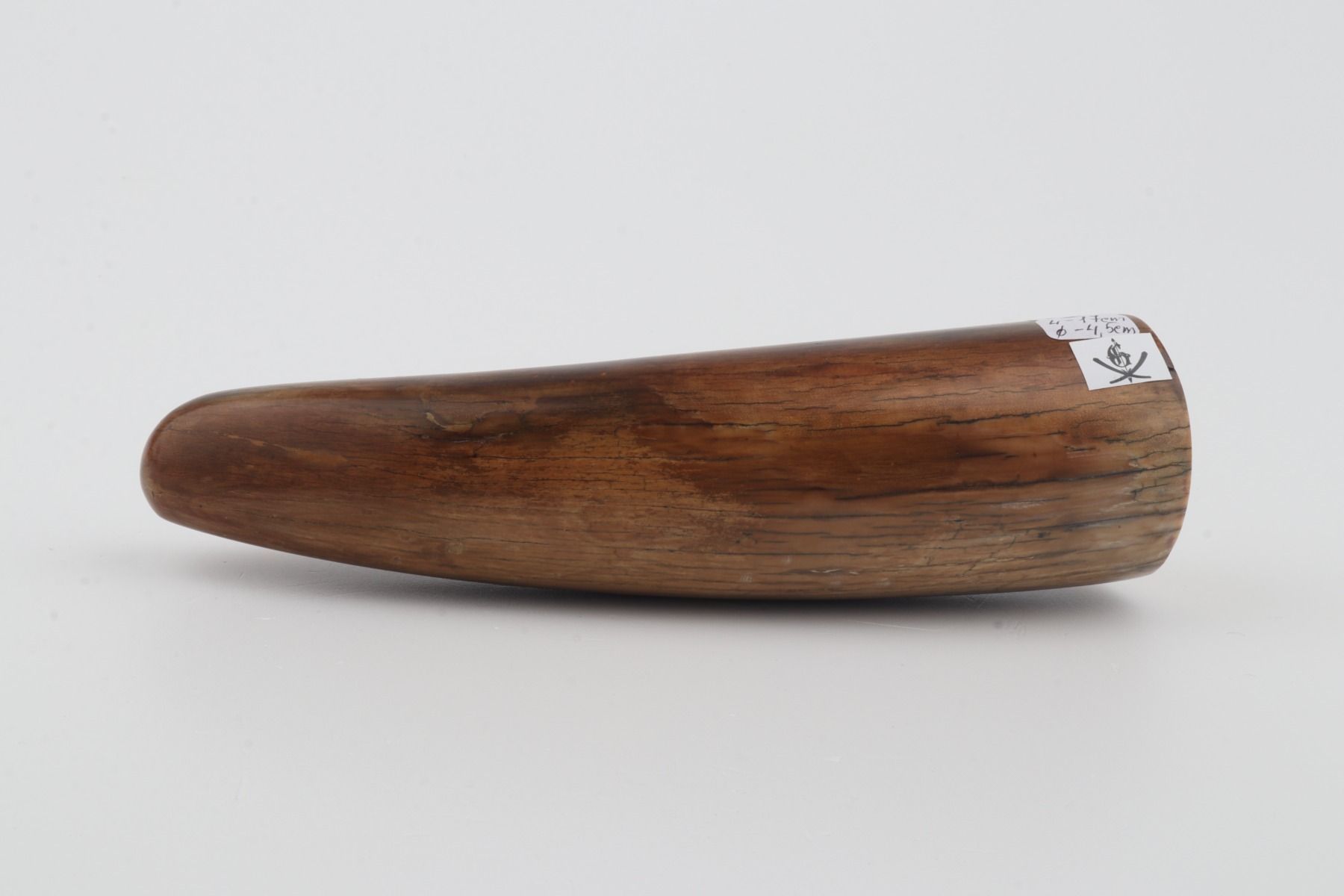Restored woolly mammoth tusk tip