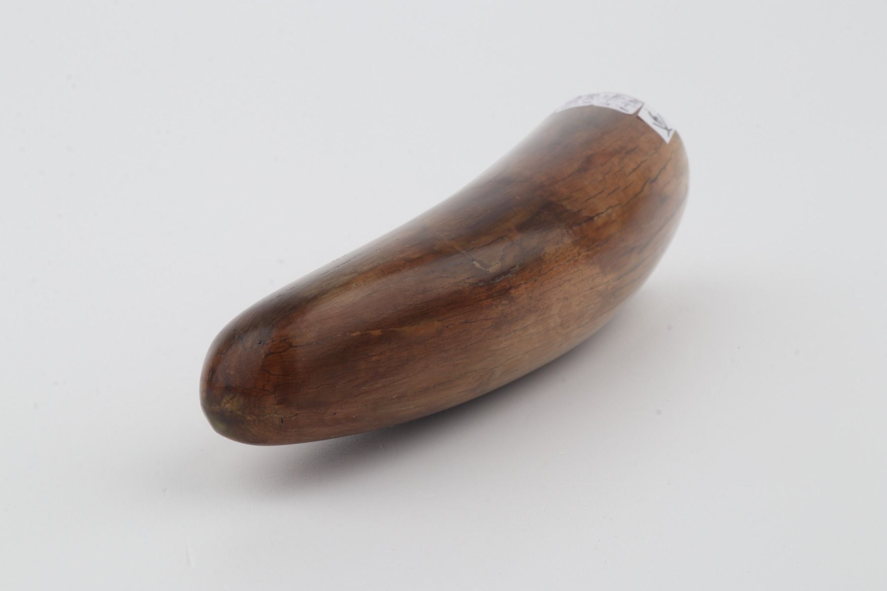 Restored woolly mammoth tusk tip