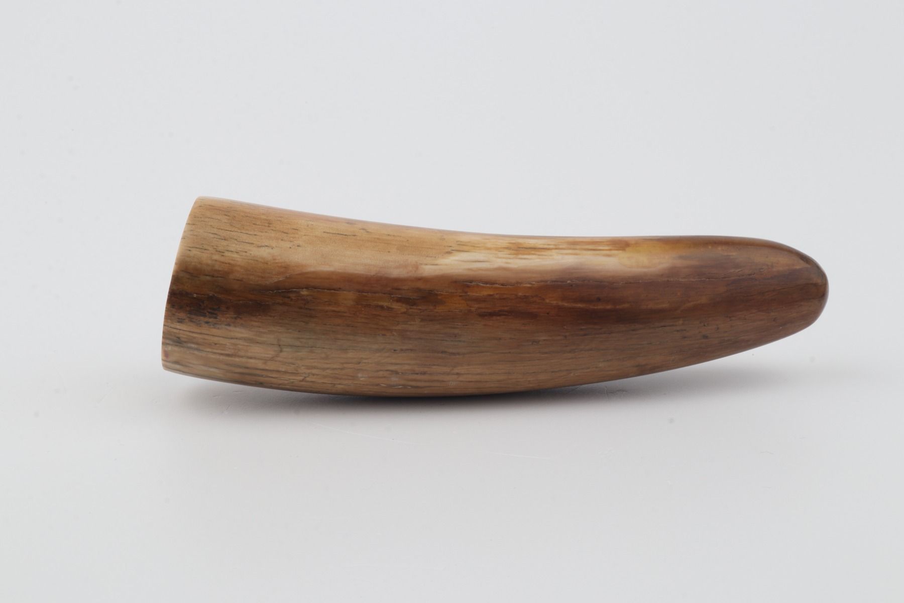 Restored woolly mammoth tusk tip