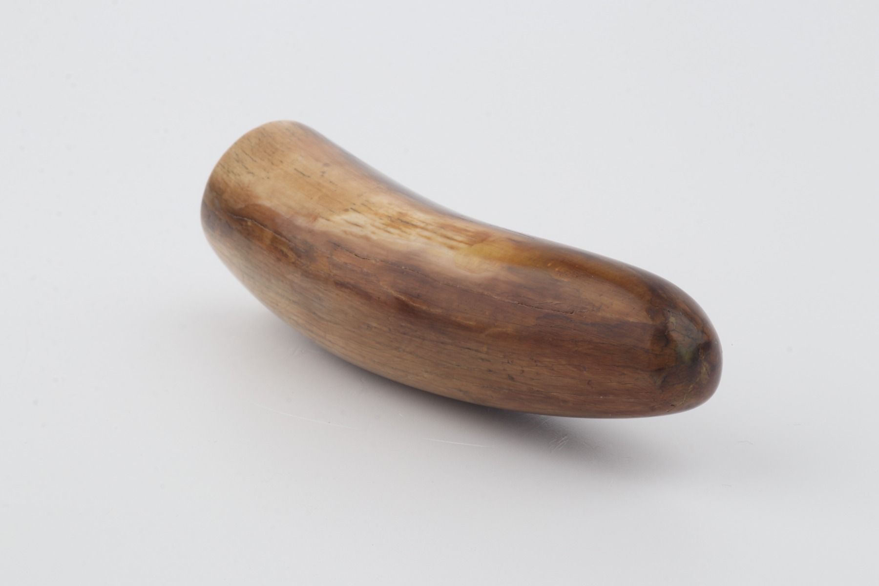 Restored woolly mammoth tusk tip