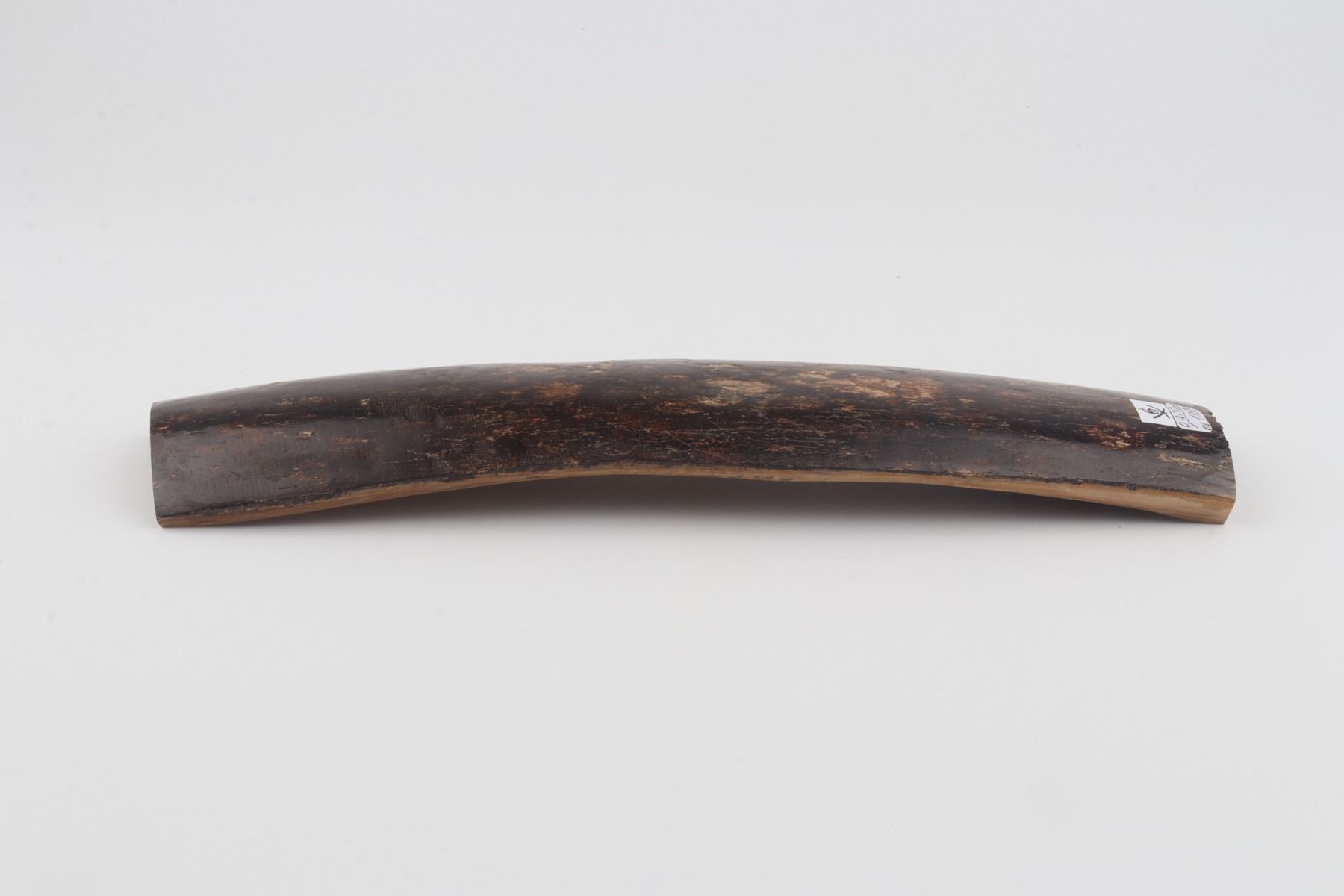 Brown mammoth bark