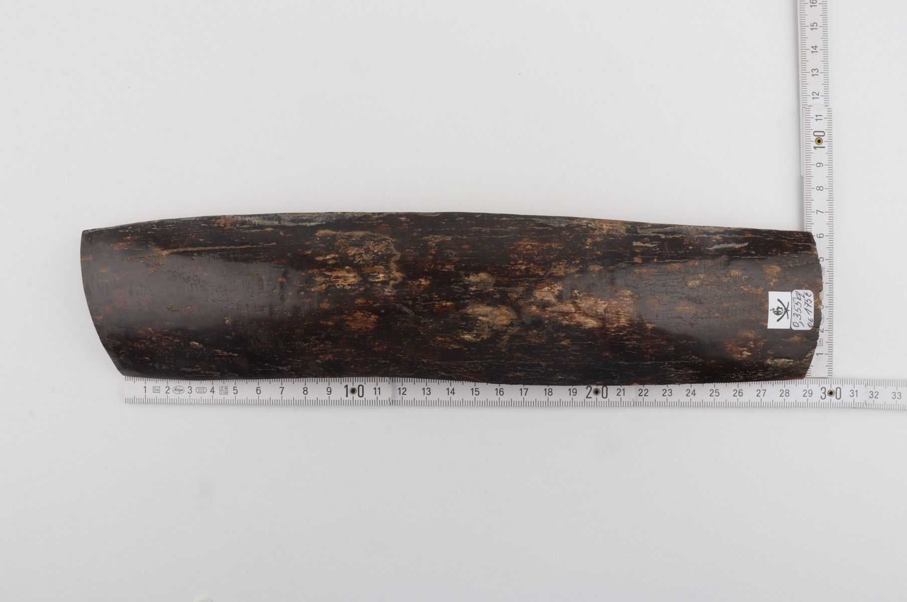 Brown mammoth bark