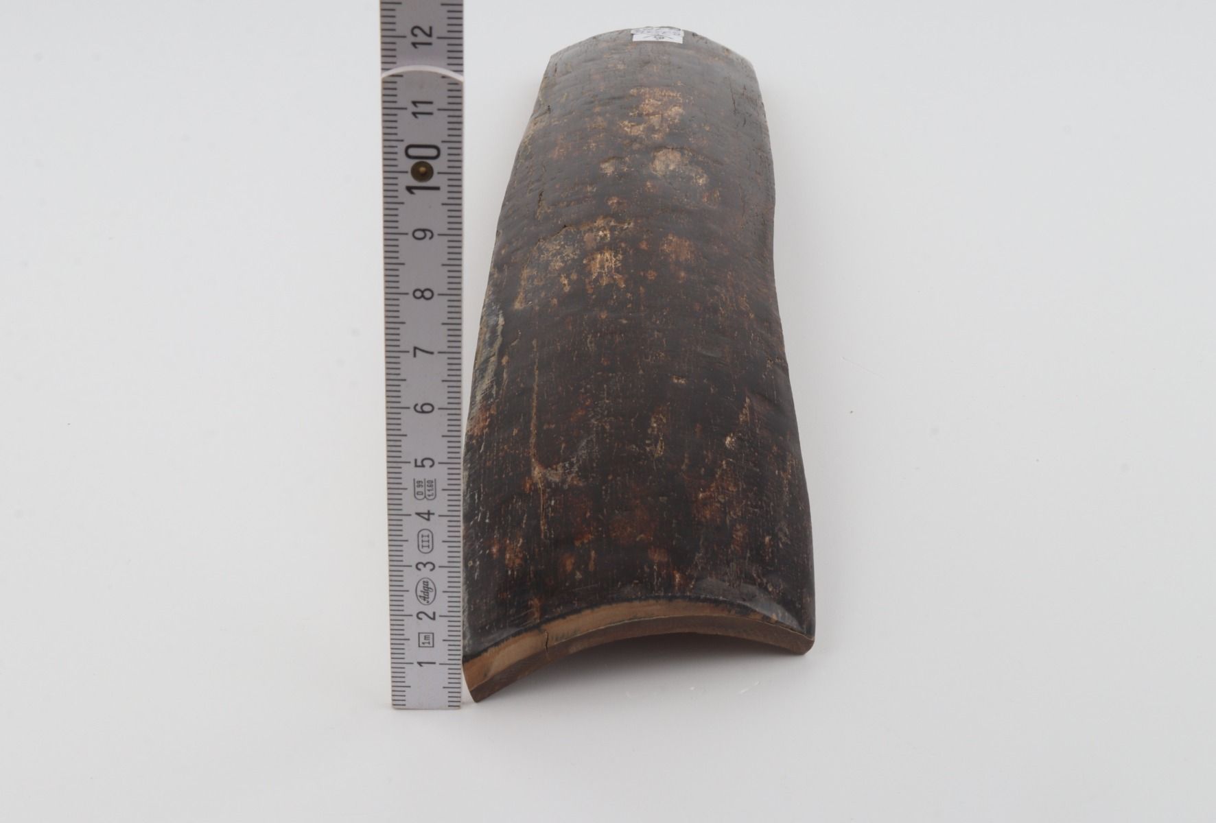Brown mammoth bark
