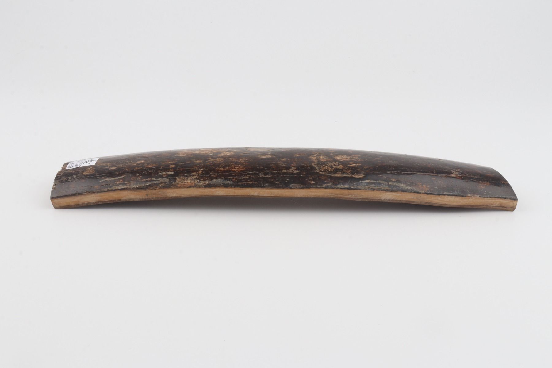 Brown mammoth bark