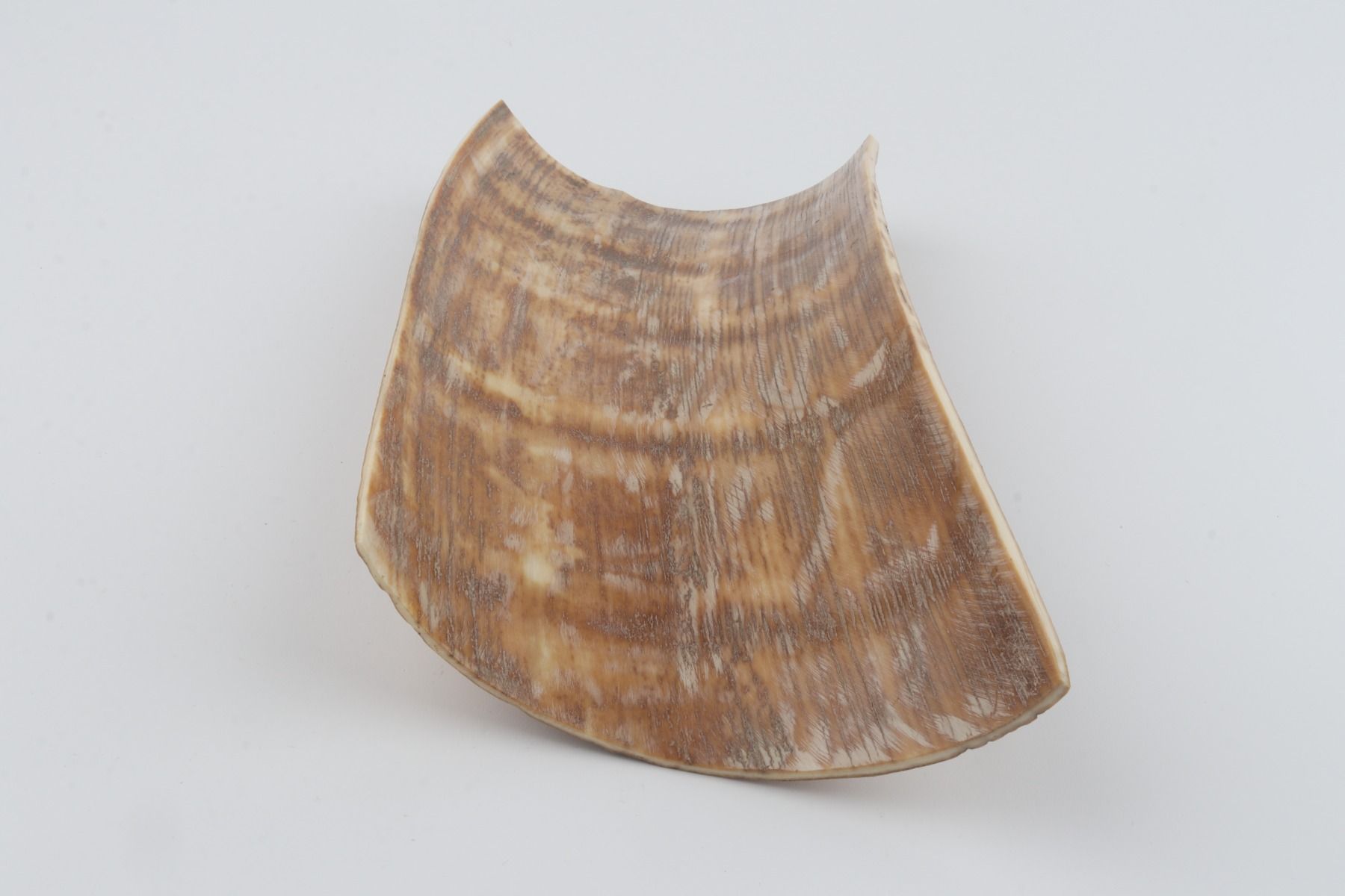 Caramel mammoth bark