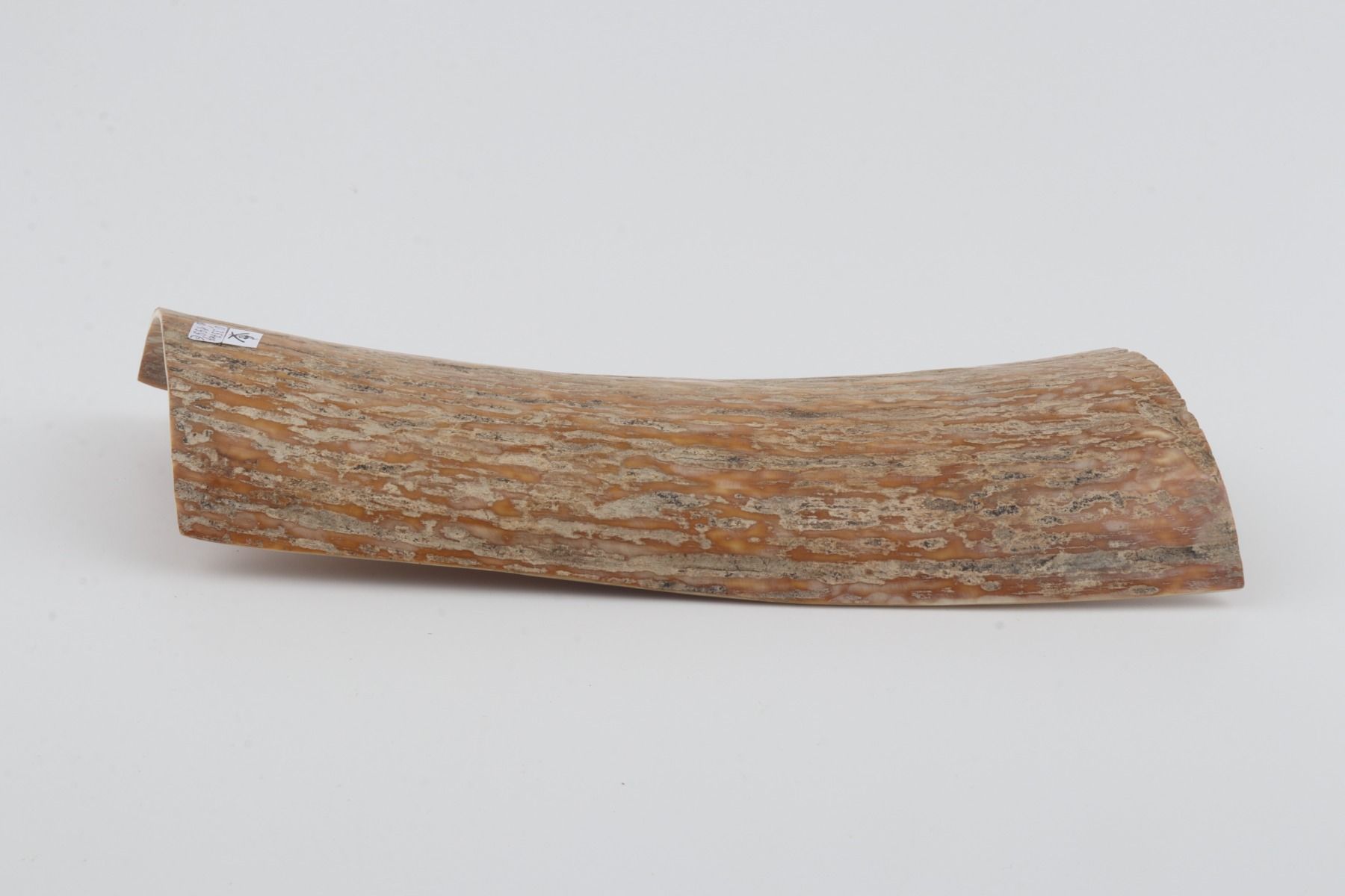 Caramel mammoth bark
