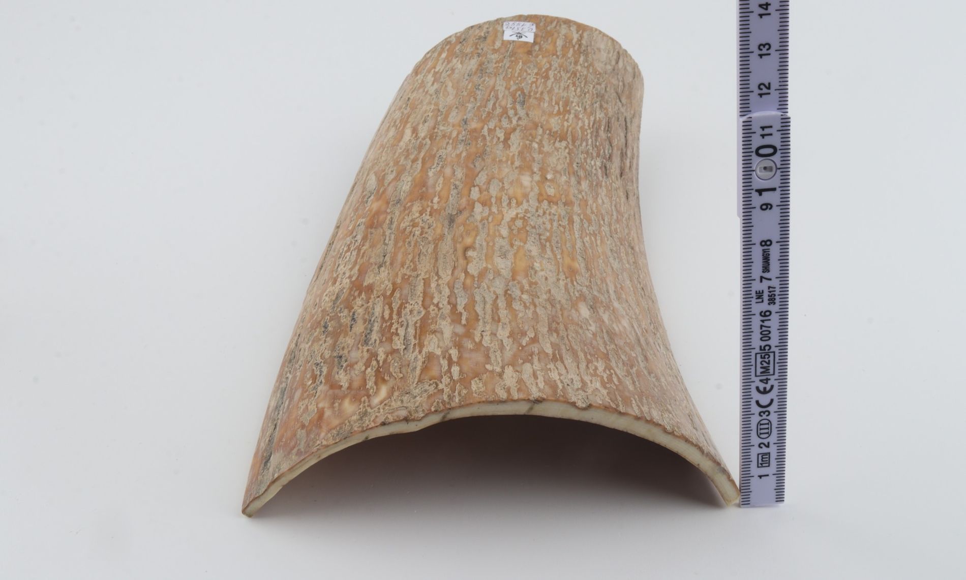 Caramel mammoth bark