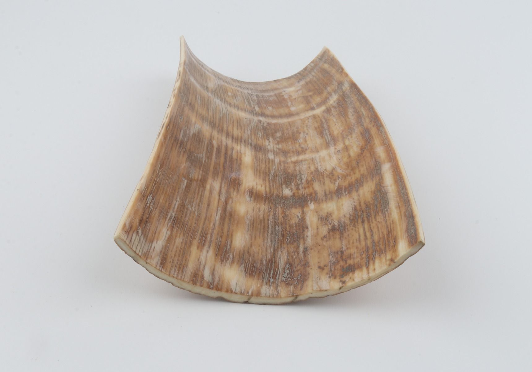 Caramel mammoth bark