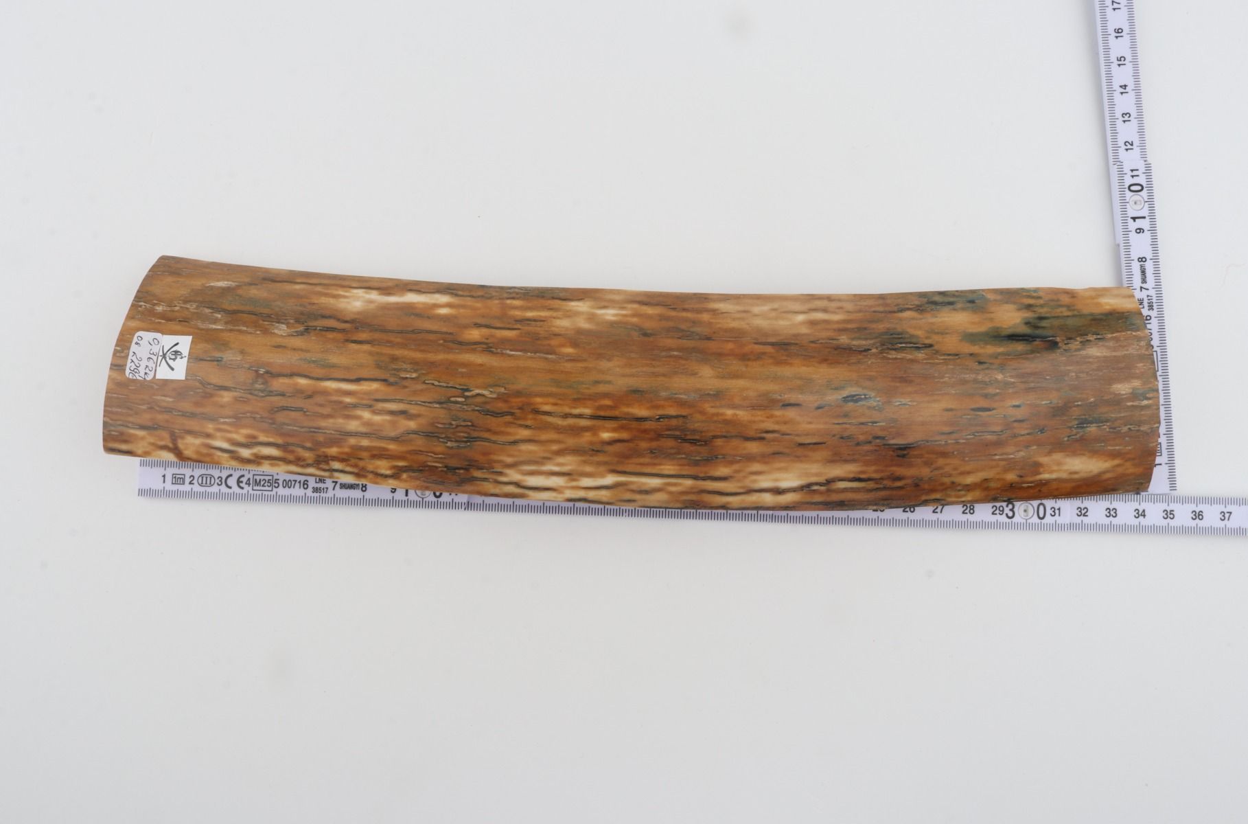 Orange mammoth bark