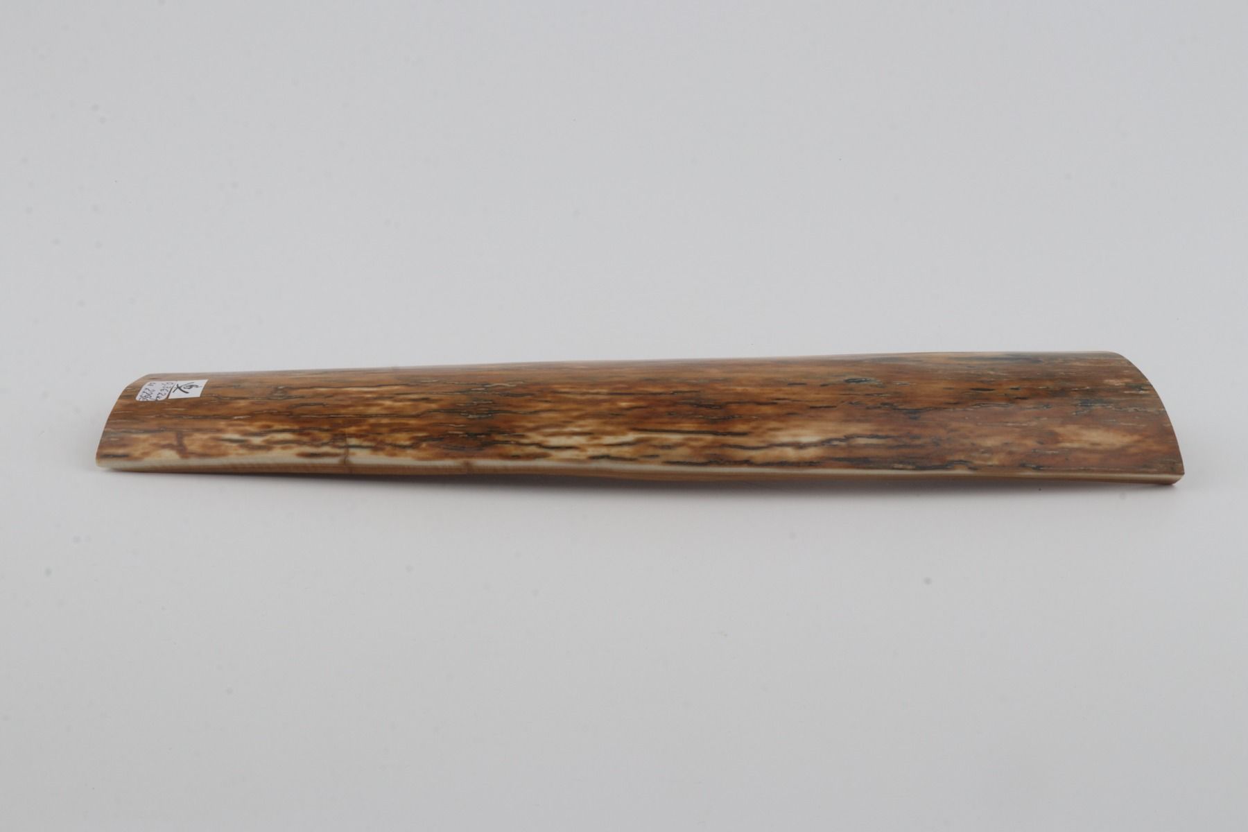 Orange mammoth bark