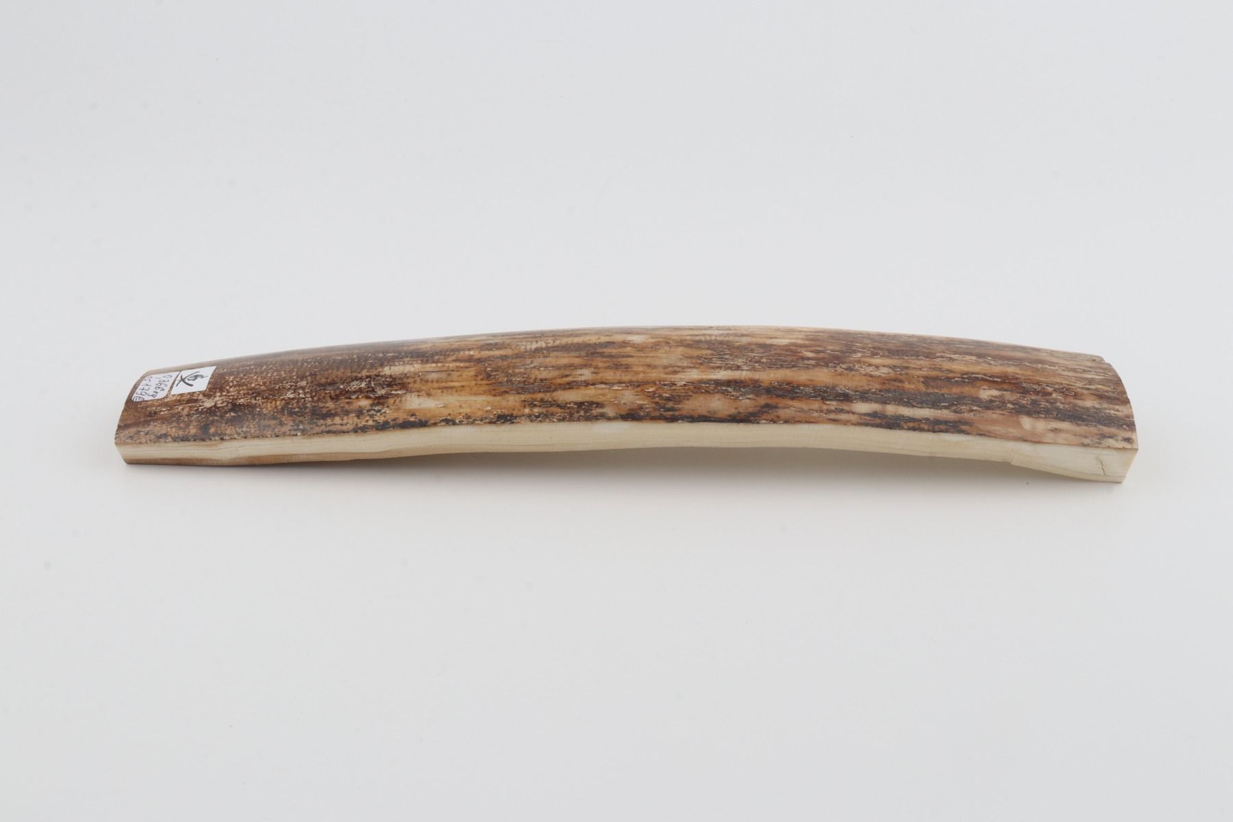 Beige-brown mammoth bark
