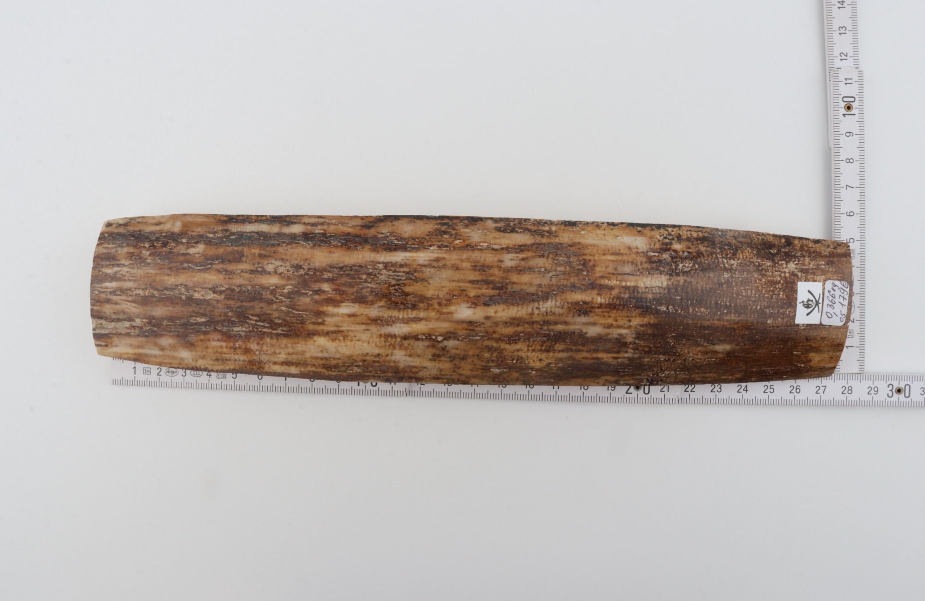 Beige-brown mammoth bark