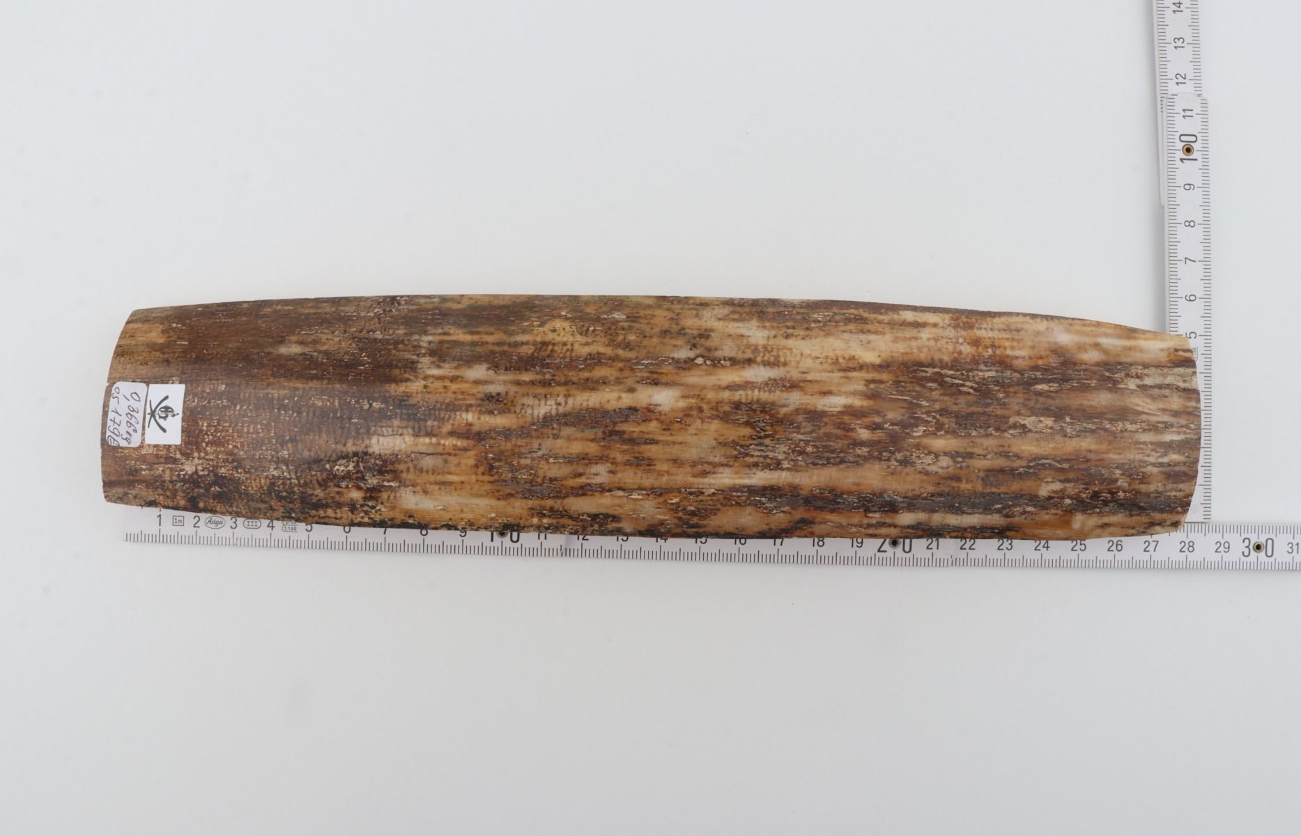 Beige-brown mammoth bark