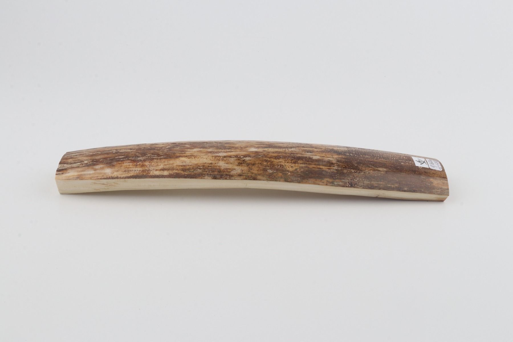 Beige-brown mammoth bark