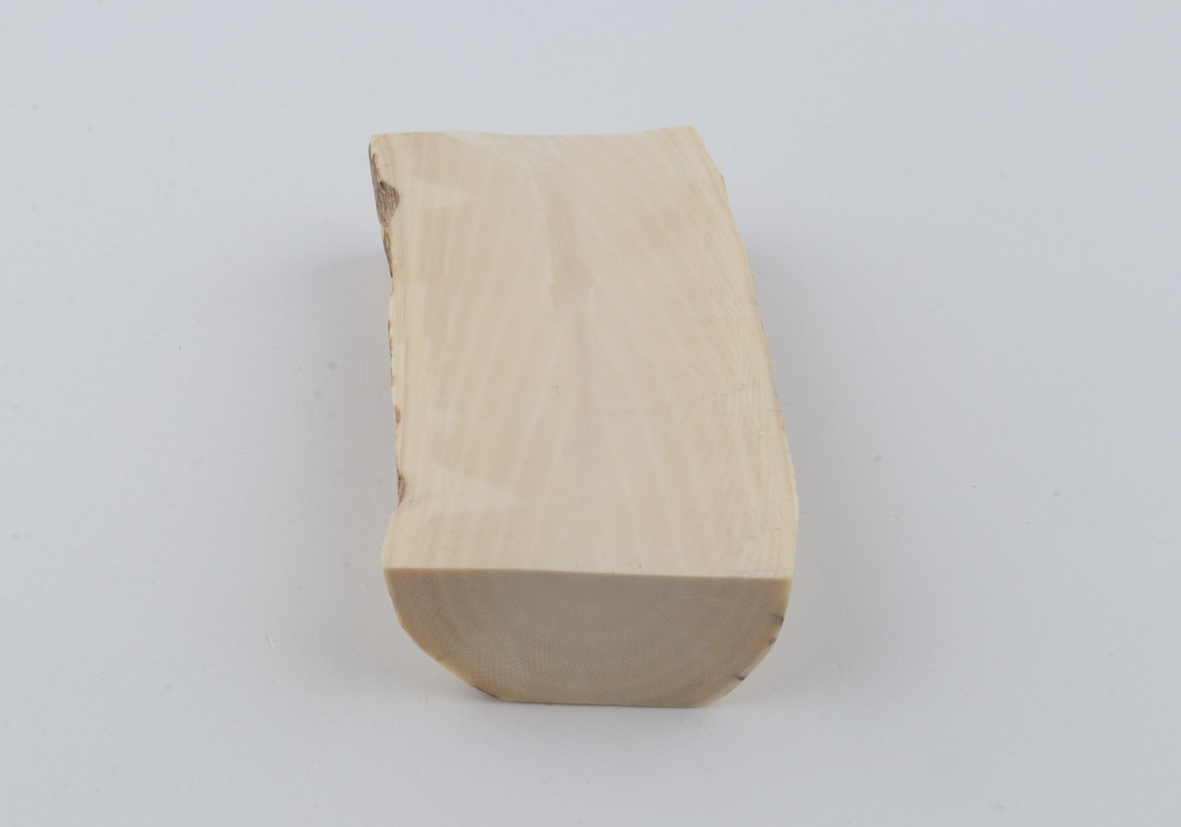 White mammoth ivory segment