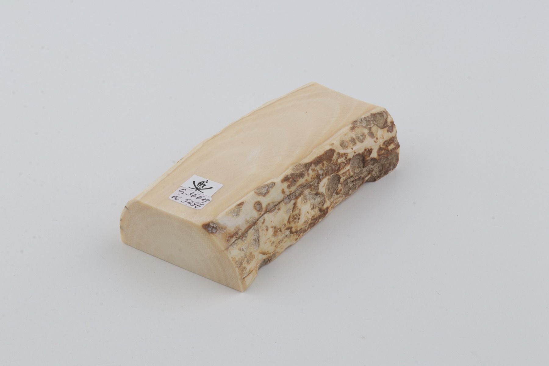White mammoth ivory segment