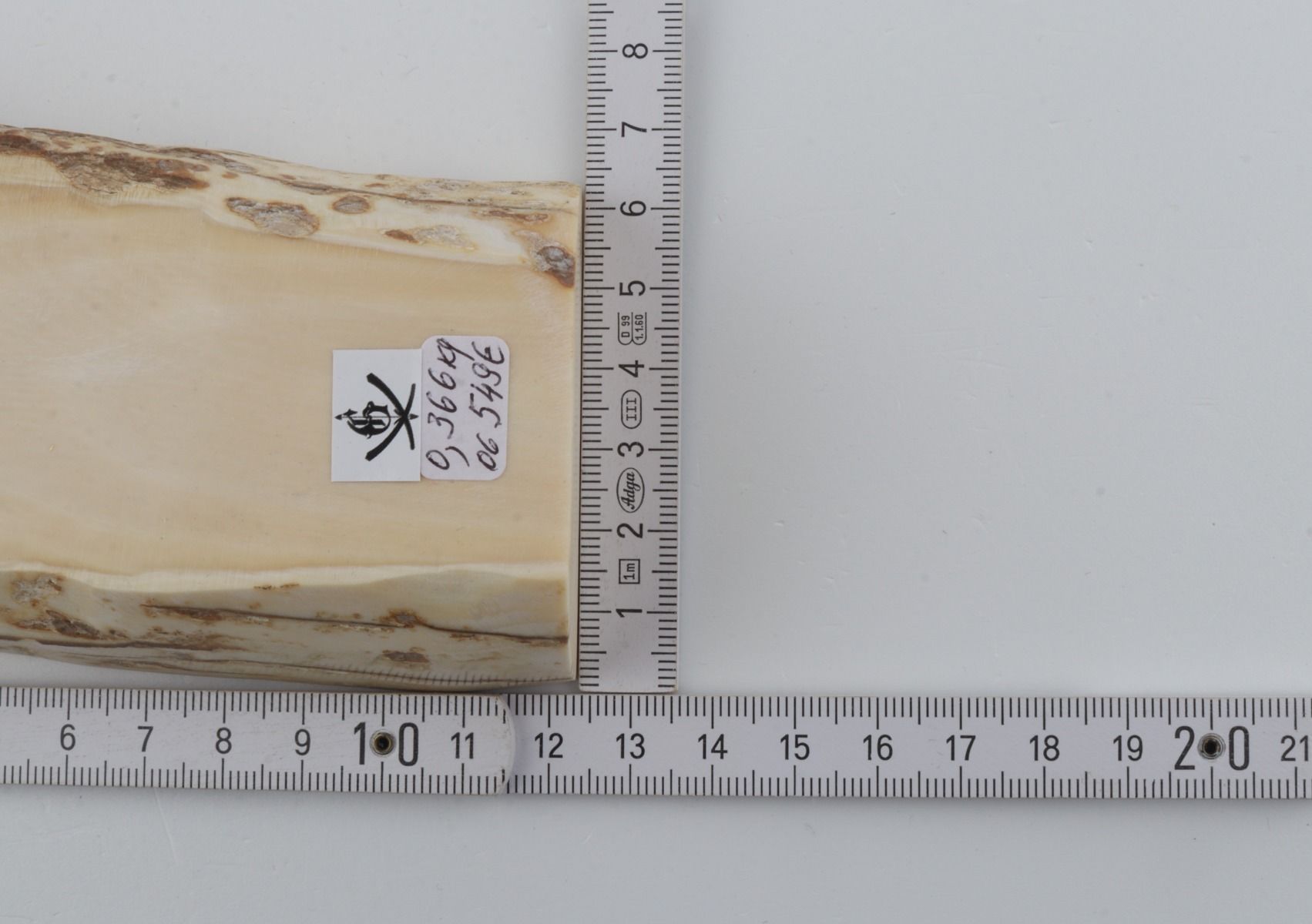 White mammoth ivory segment