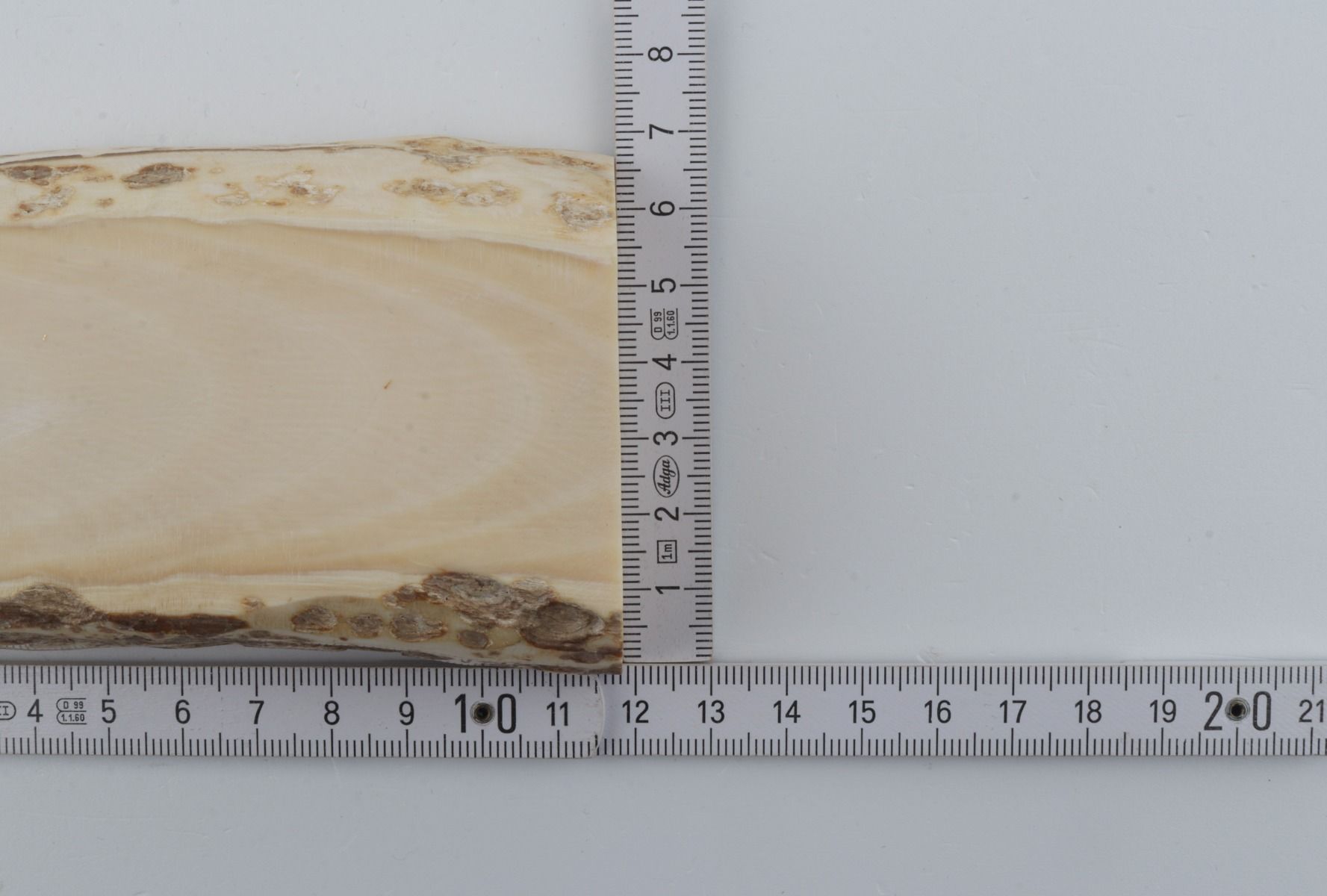 White mammoth ivory segment