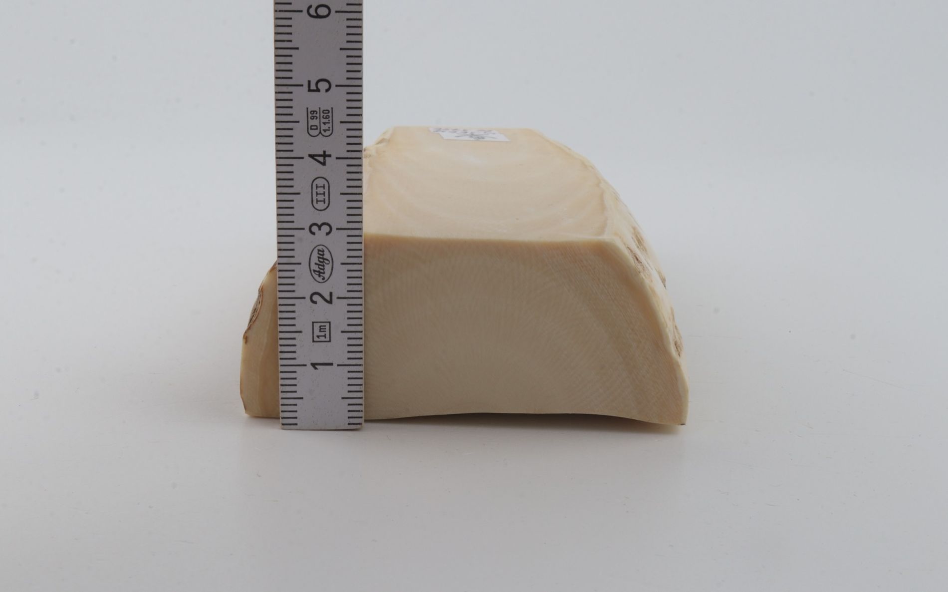 White mammoth ivory segment