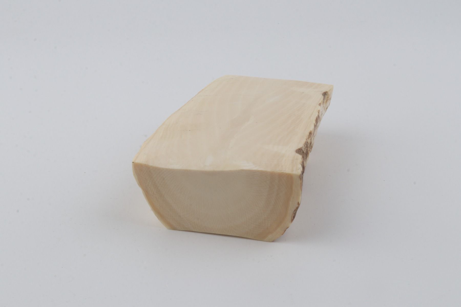 White mammoth ivory segment