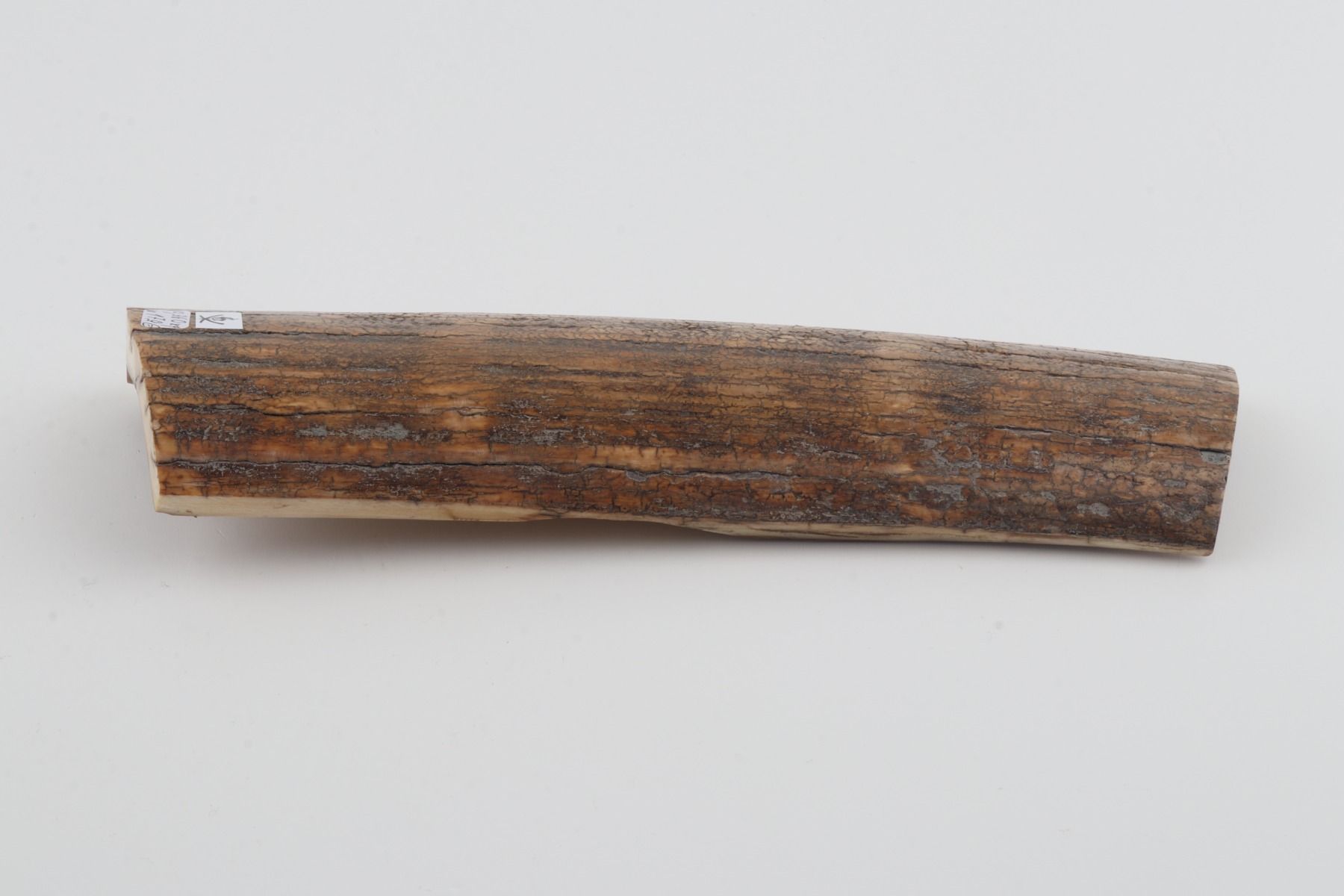 Beige mammoth bark