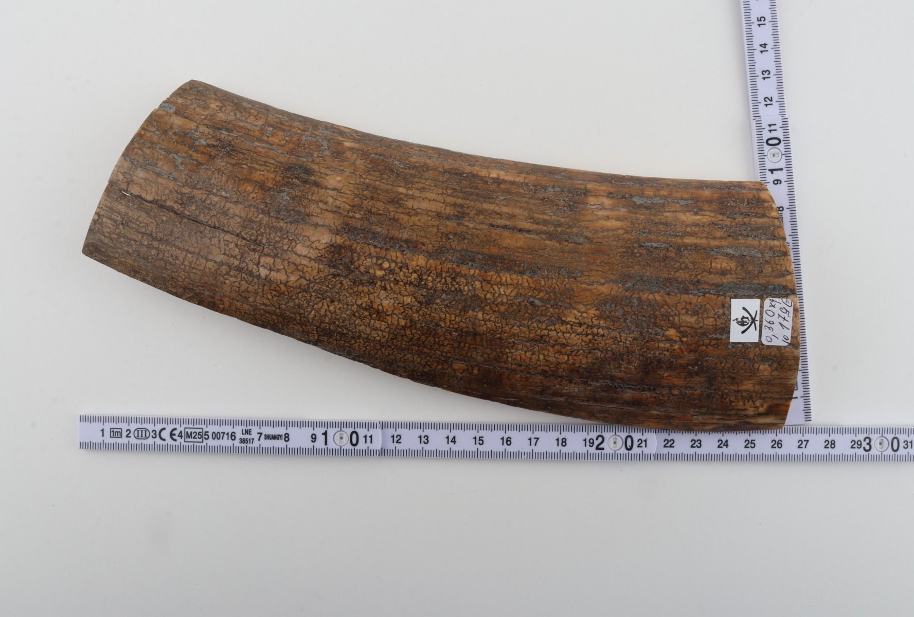 Beige mammoth bark