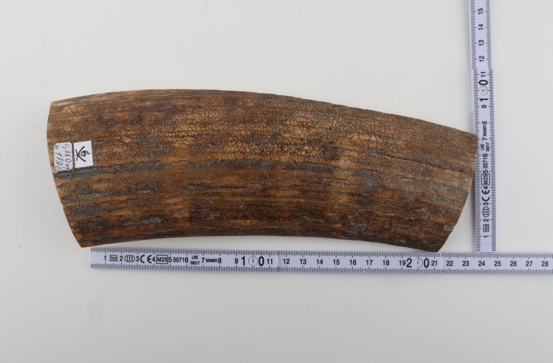 Beige mammoth bark