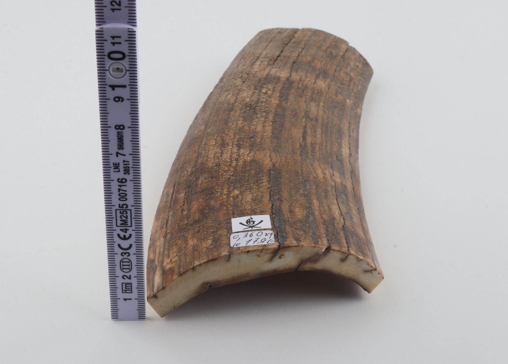 Beige mammoth bark