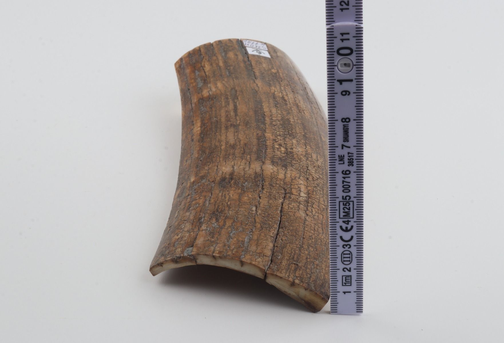 Beige mammoth bark