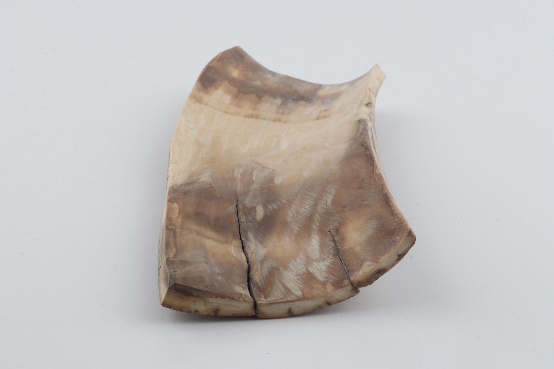 Beige mammoth bark