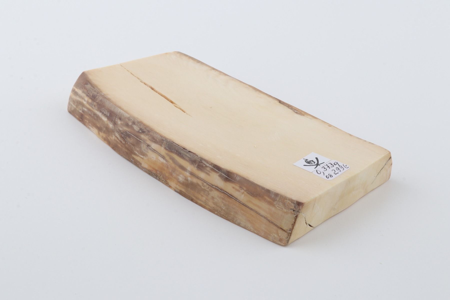 White mammoth ivory segment
