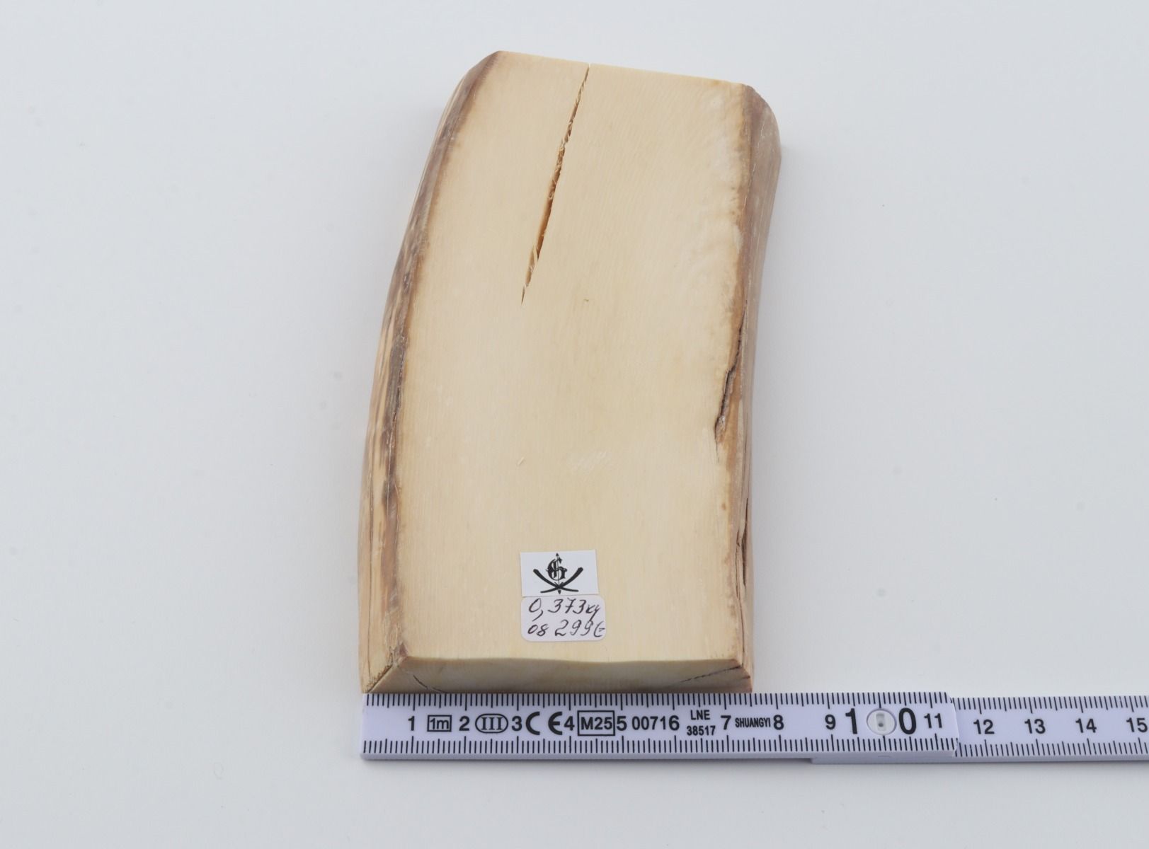 White mammoth ivory segment