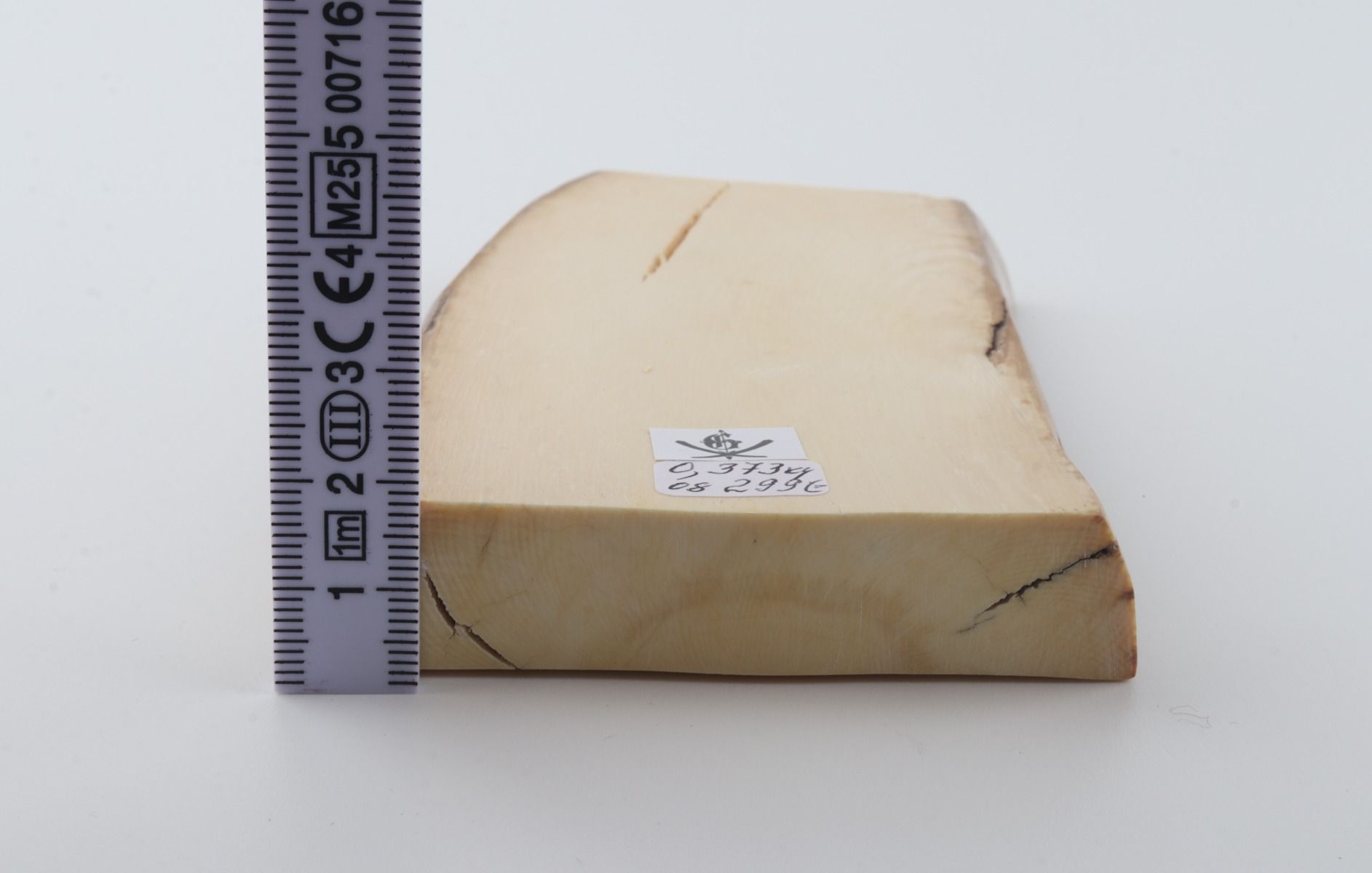 White mammoth ivory segment