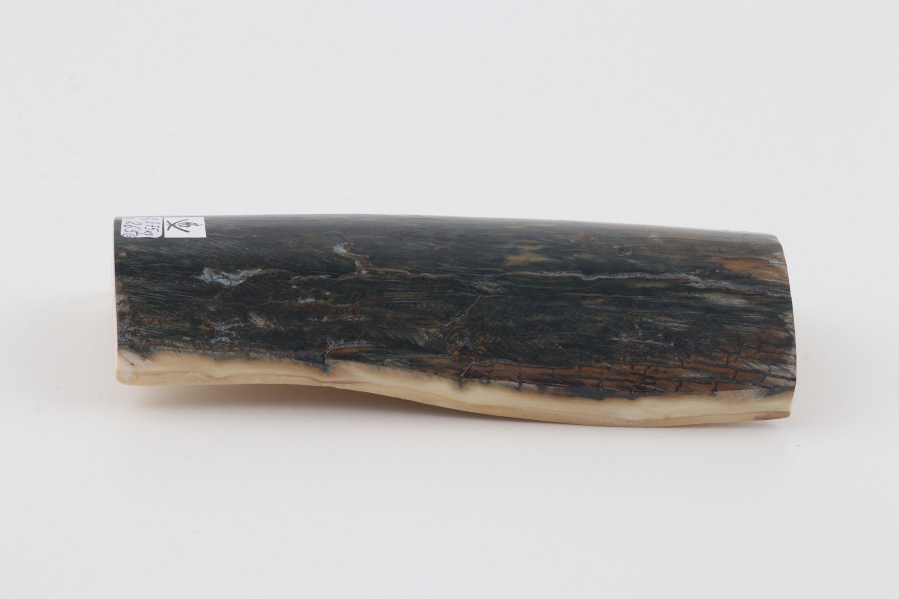 Blue-brown mammoth bark