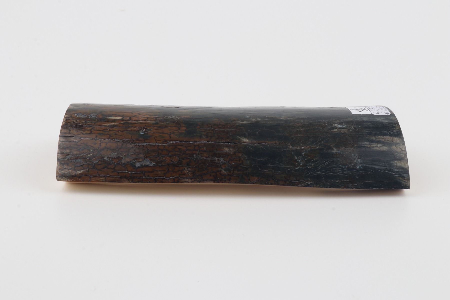 Blue-brown mammoth bark