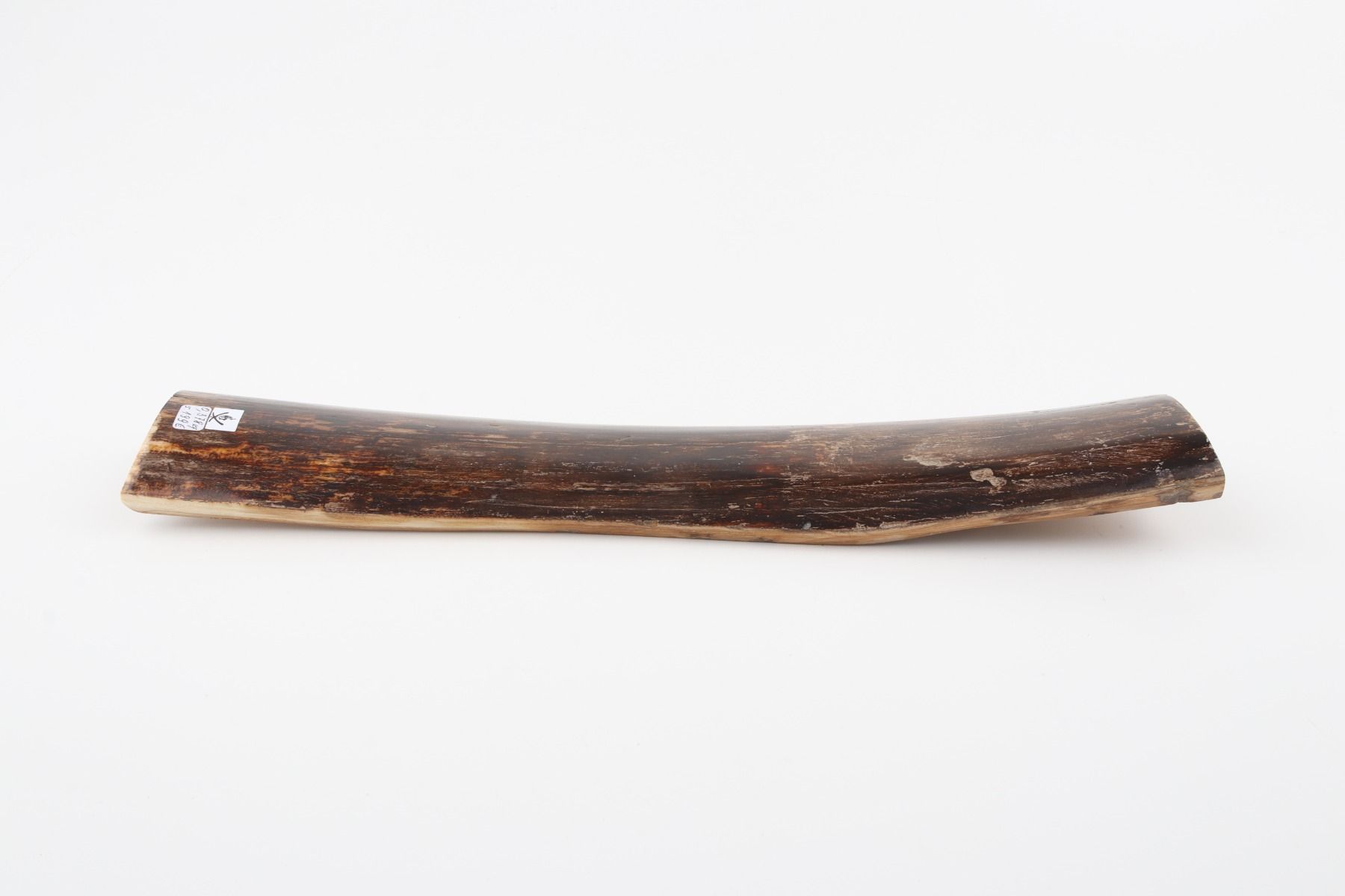 Brown mammoth bark