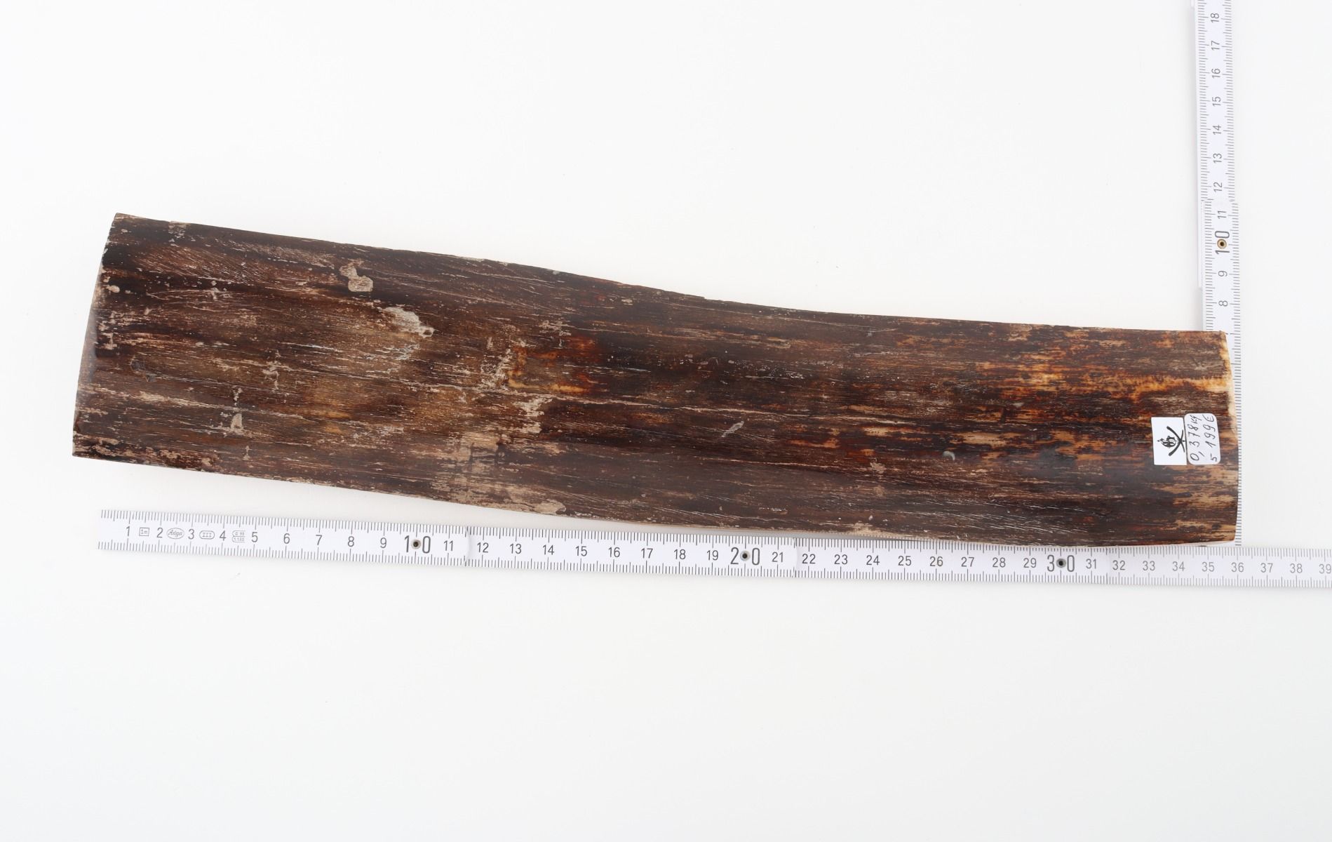 Brown mammoth bark