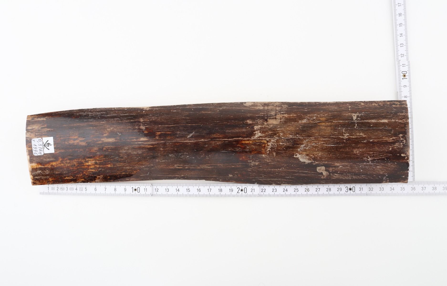 Brown mammoth bark