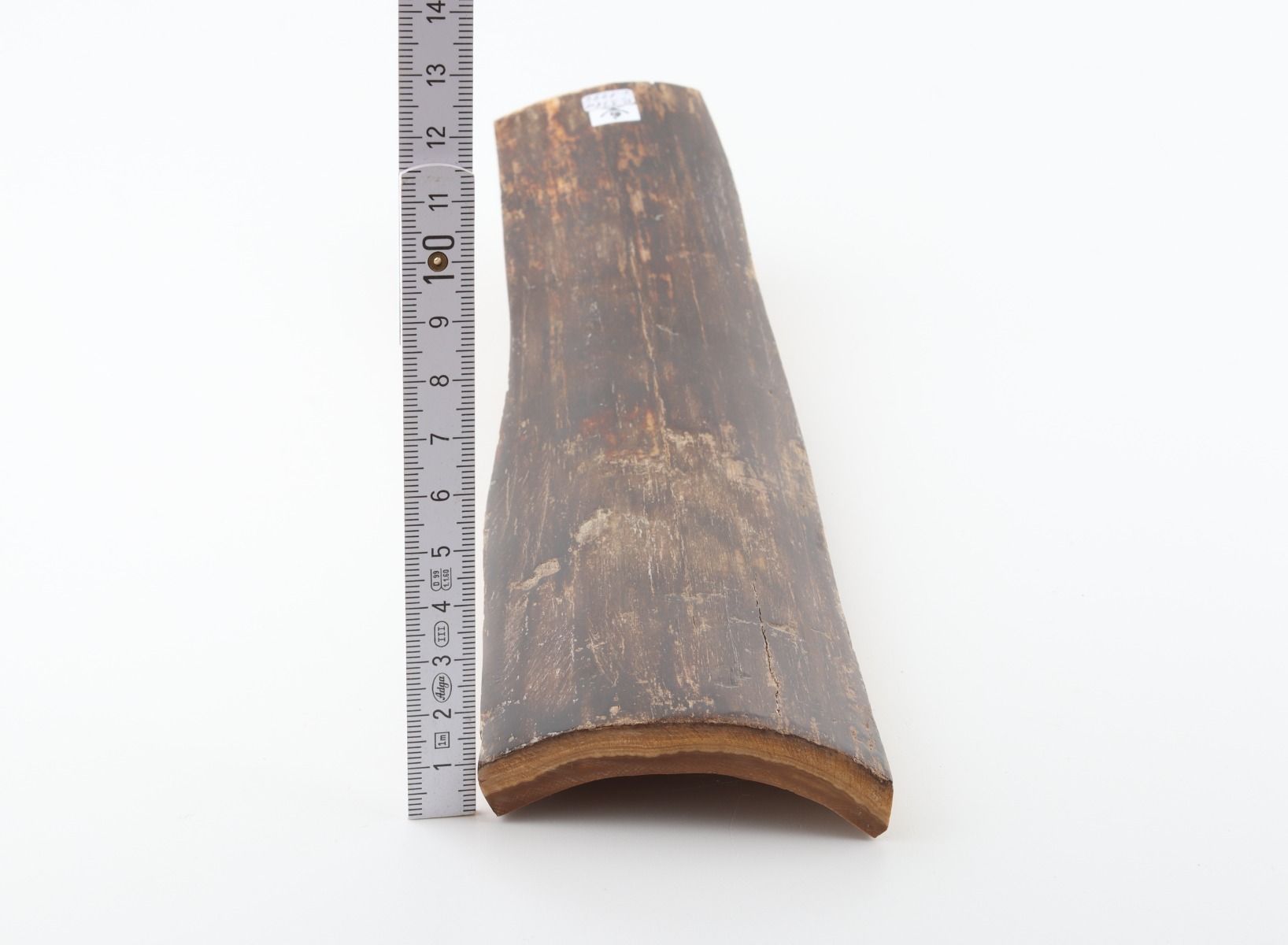 Brown mammoth bark