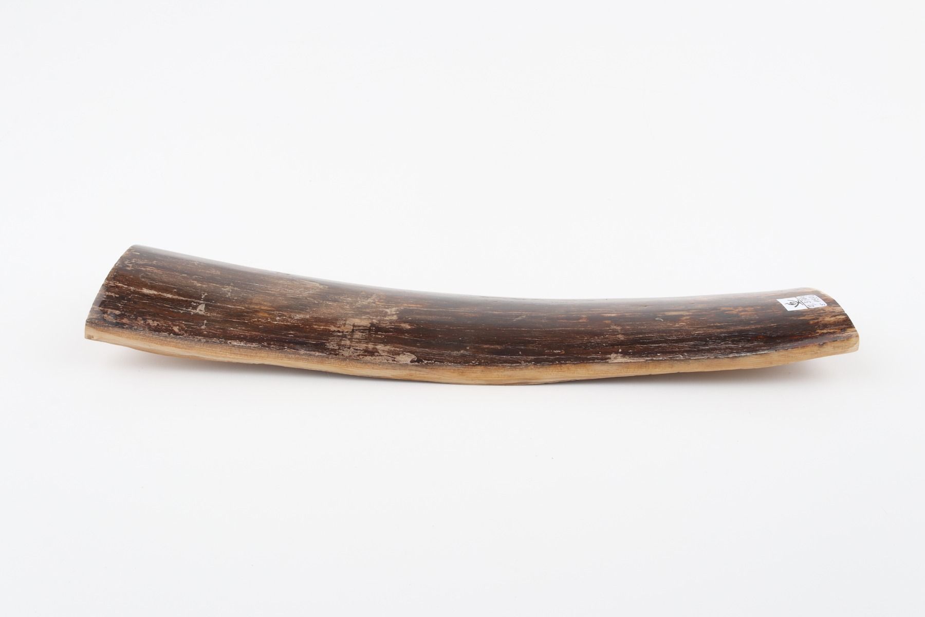 Brown mammoth bark